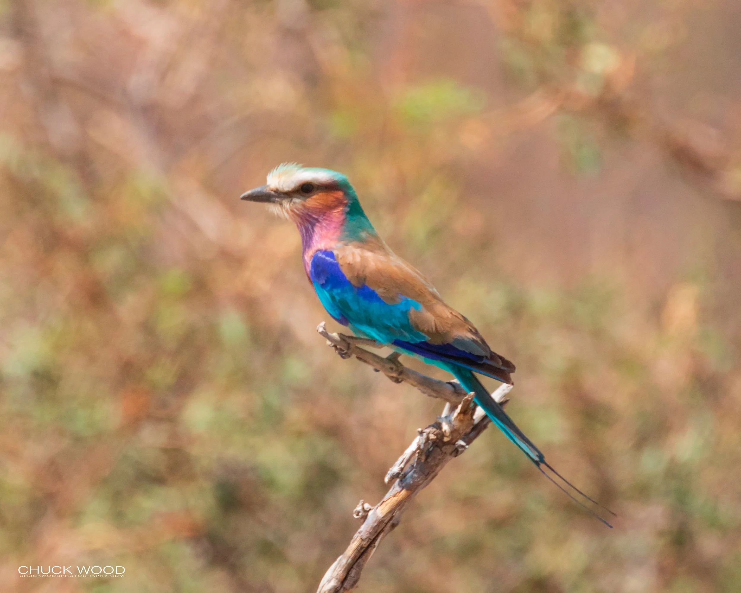  Hwange, Zimbabwe 2019 