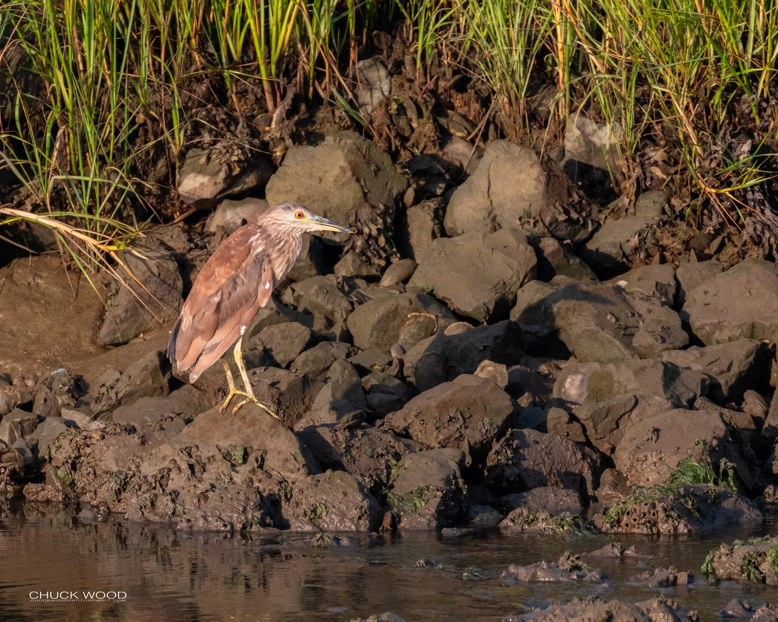  Forsythe NWR, NJ 2019 