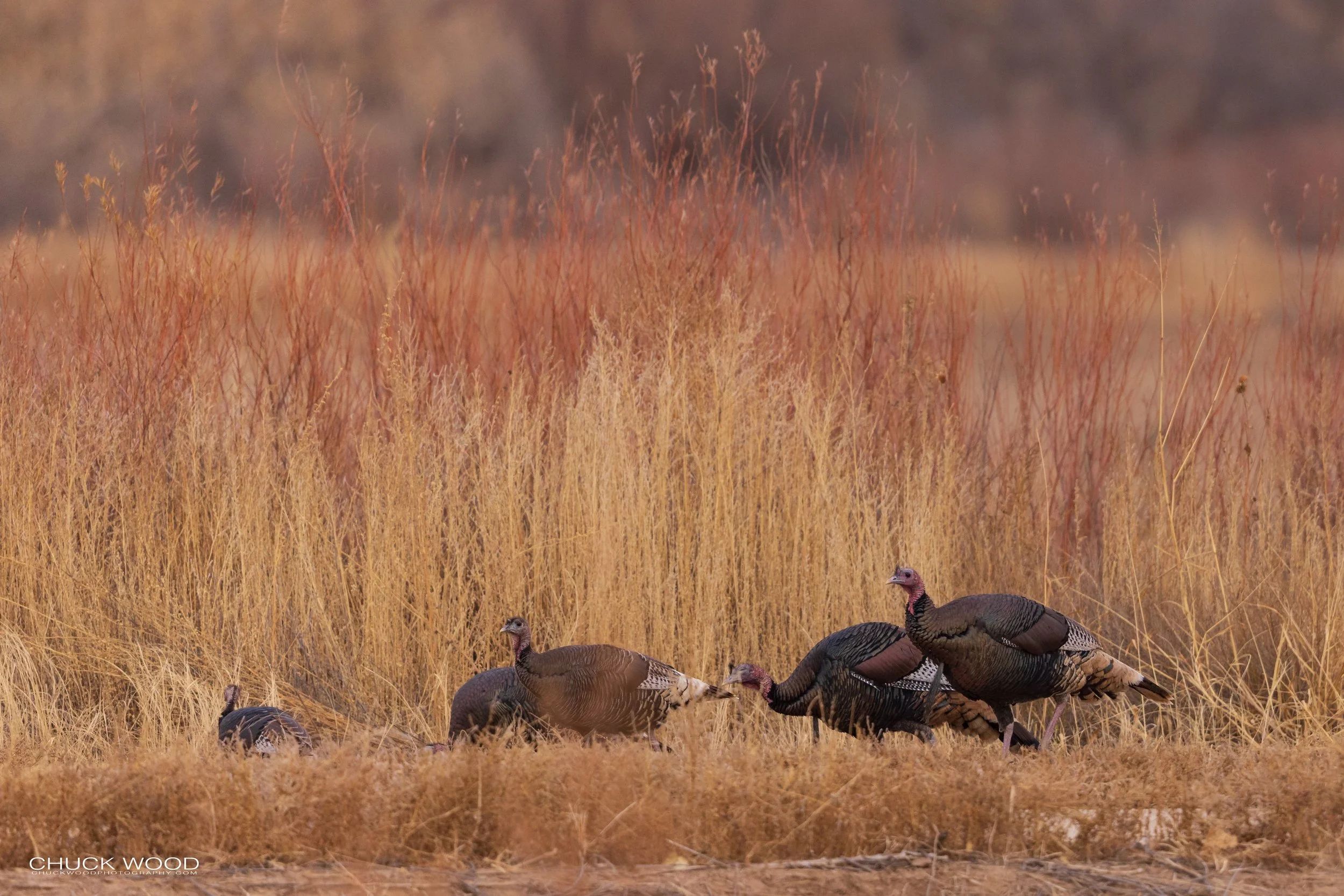  Bosque del Apache, NM 2021 