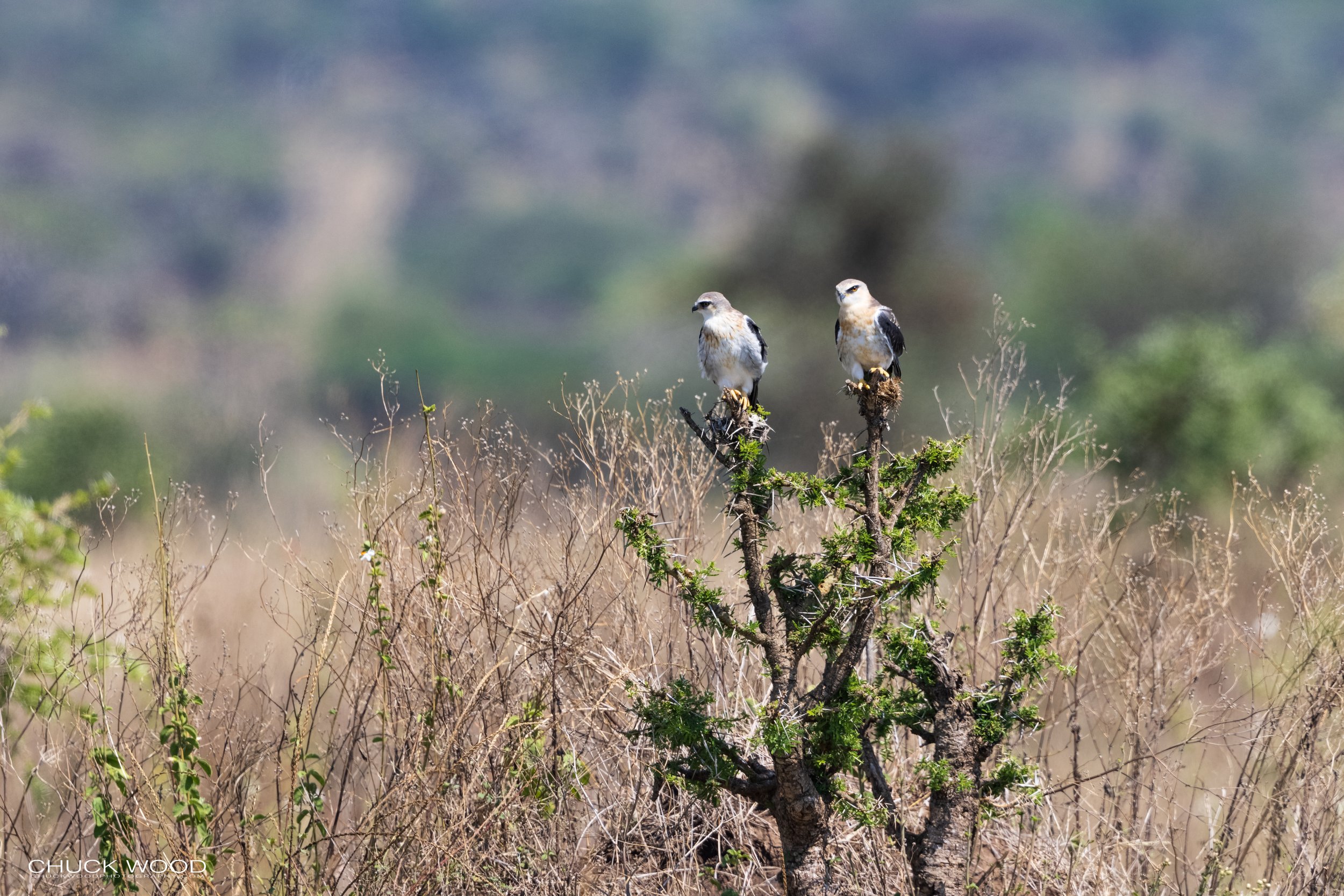  Serengeti, Tanzania 2021 