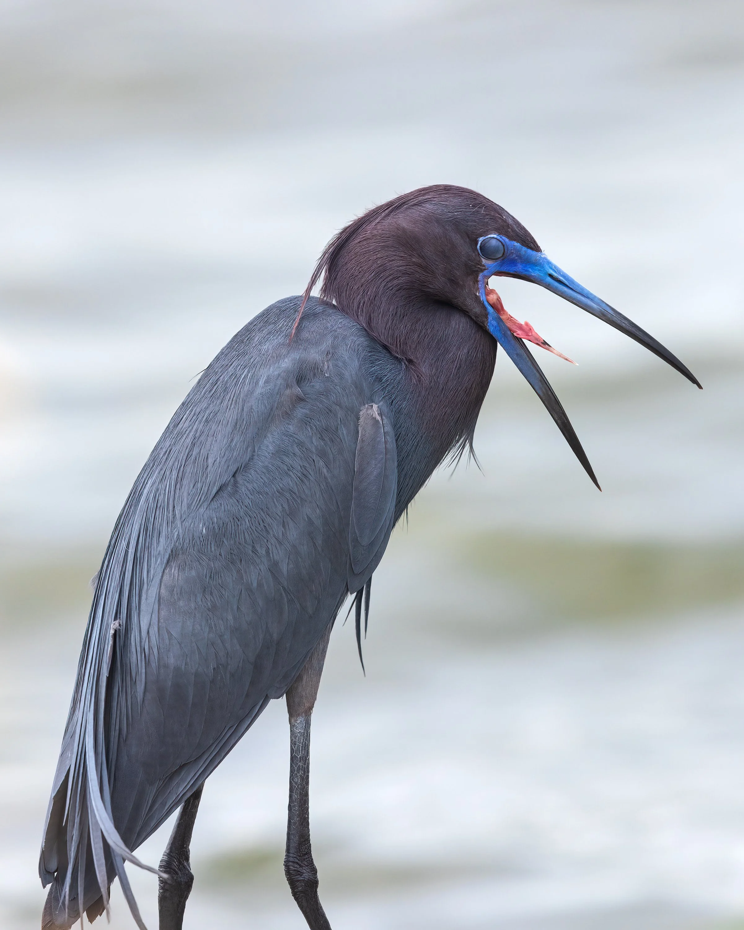  Viera Wetlands, FL 2023 