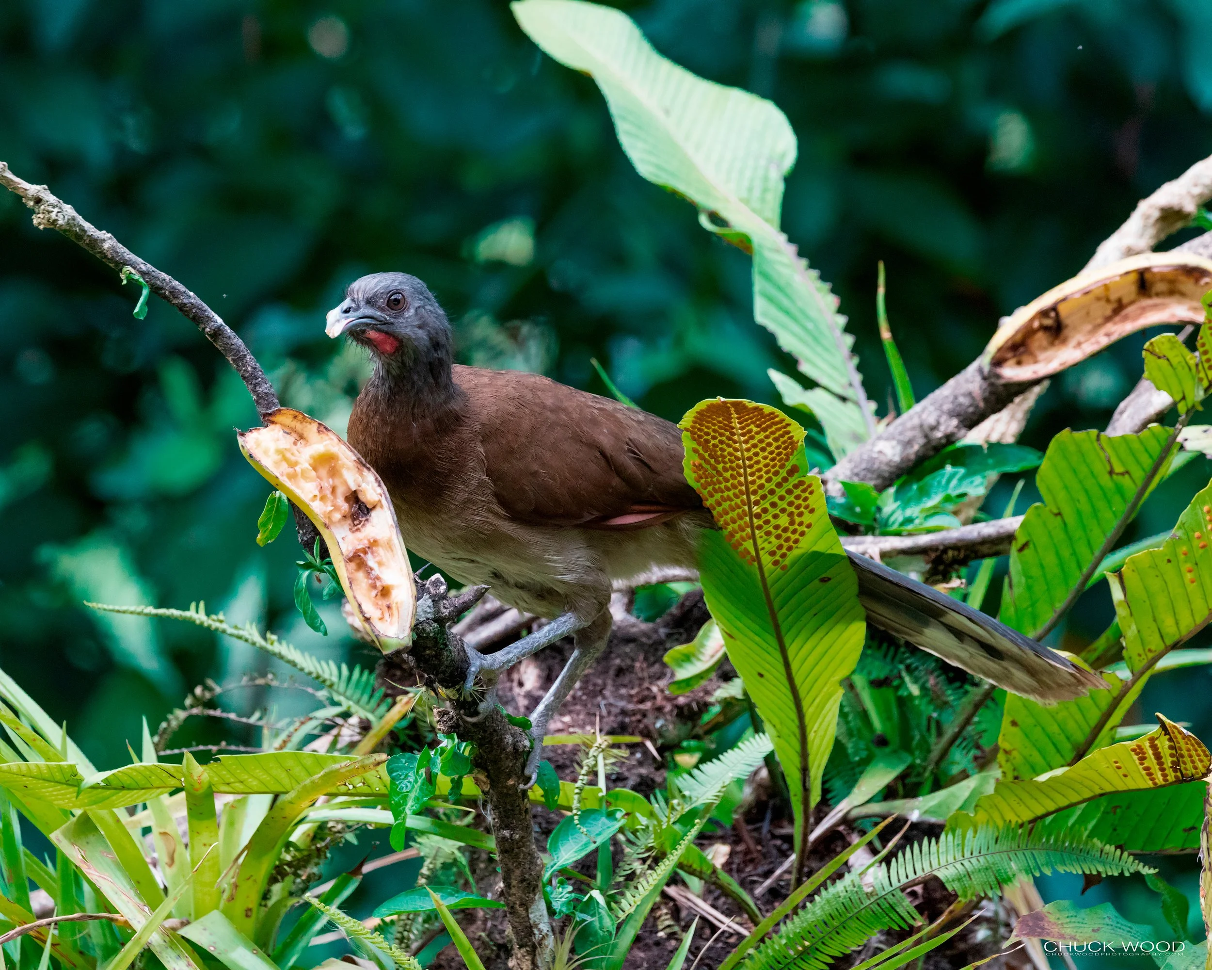  Rancho Naturalista, Costa Rica 2020 
