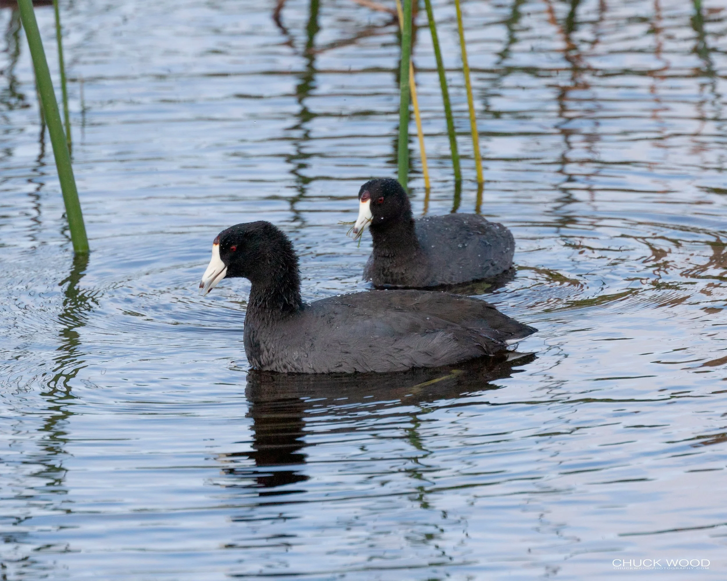  Viera Wetlands, FL 2020 