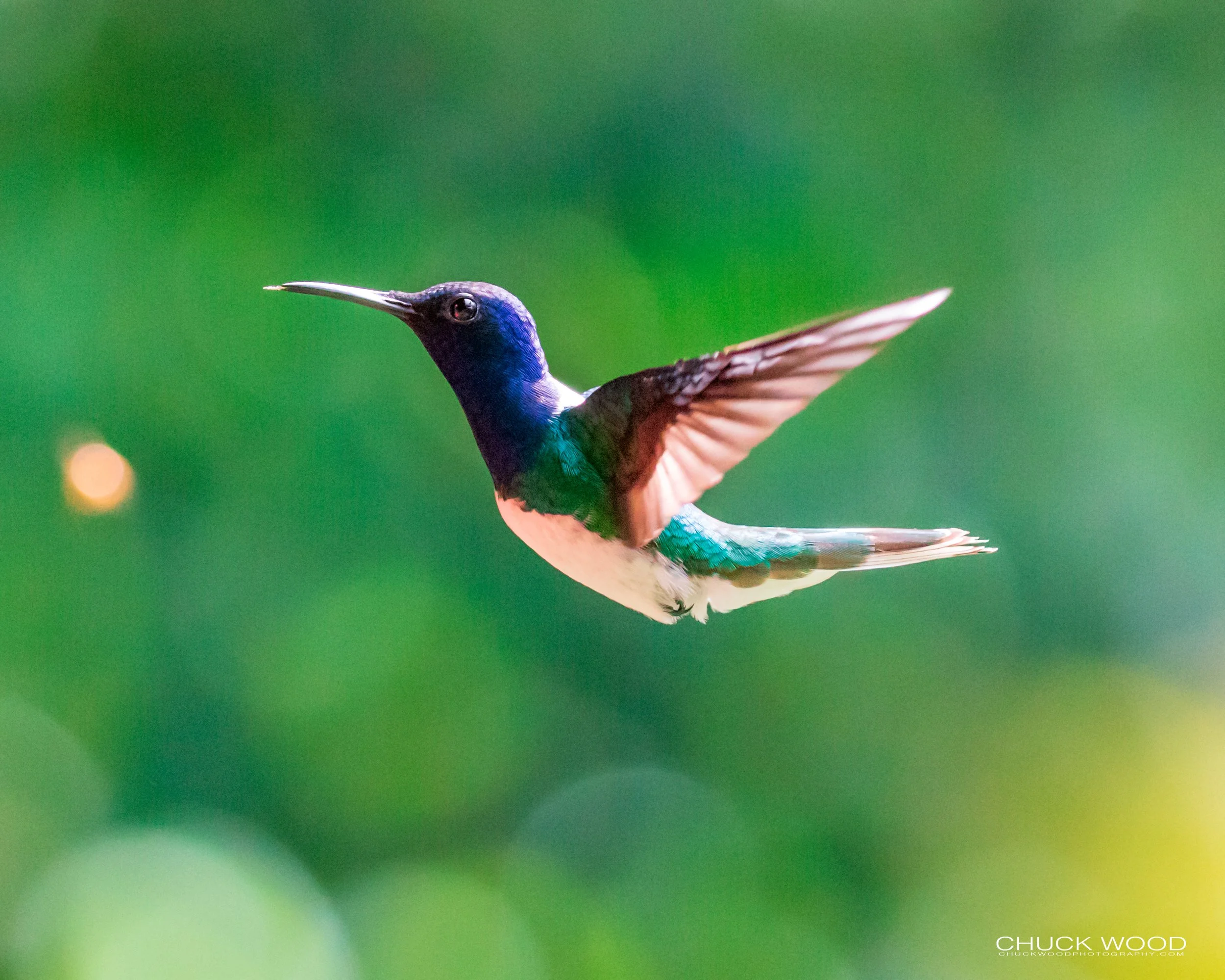  Rancho Naturalista, Costa Rica 2020 