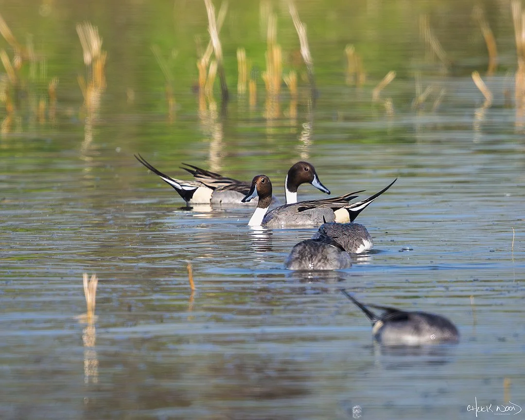  Sawai Madhopur, India 2025 
