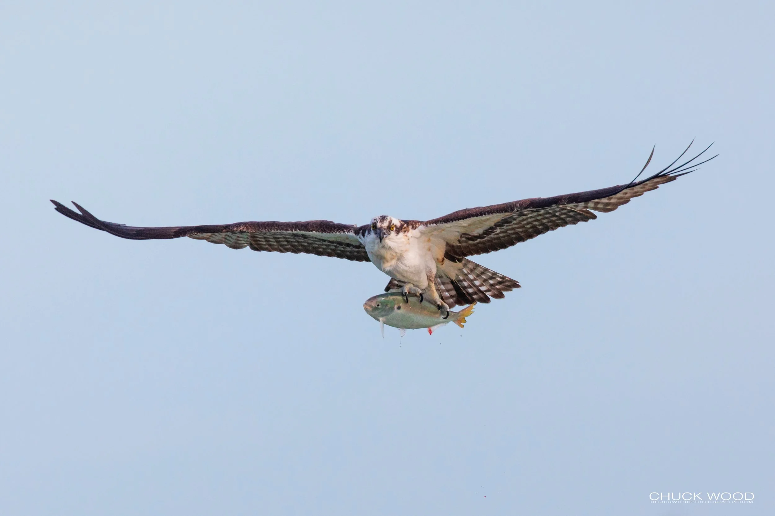 Sebastian Inlet, FL 2020