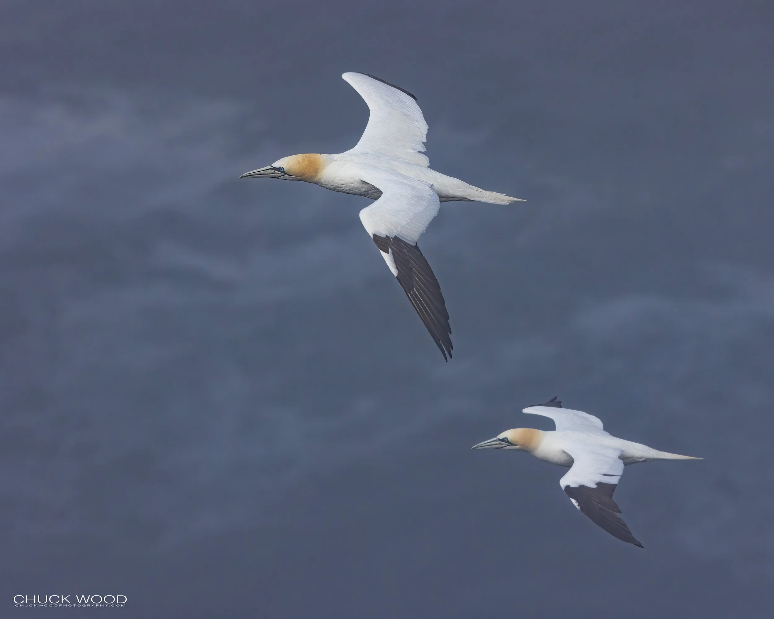  Cape St. Marys, NL 2022 