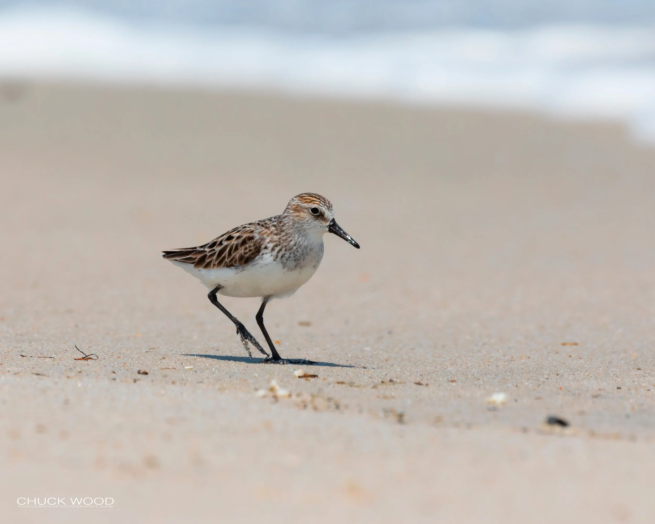 Pea Island NWR, NC 2019 