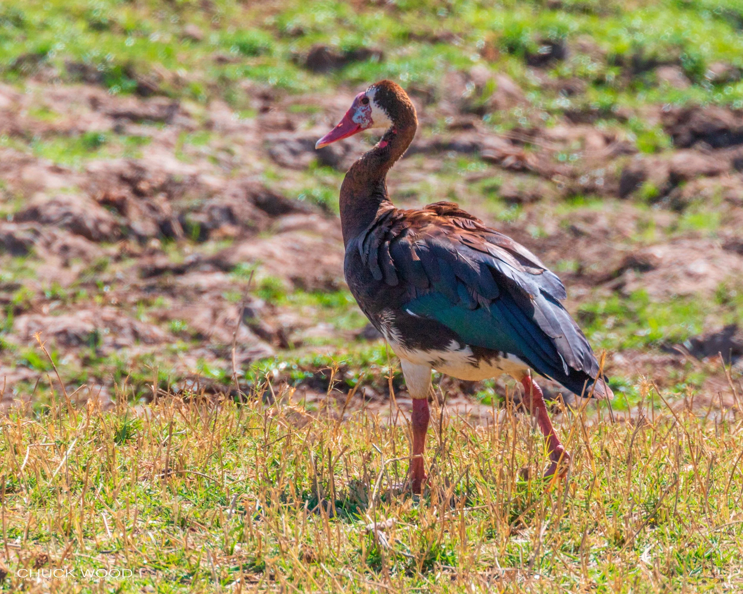  Mana Pools, Zimbabwe 2019 