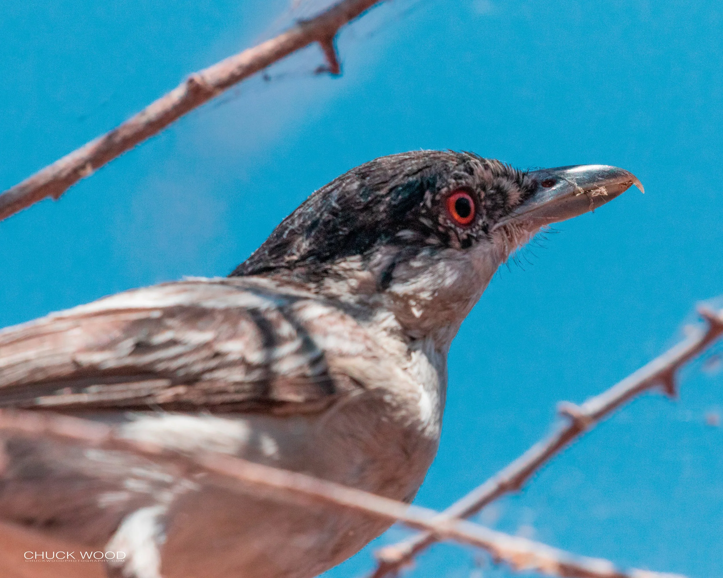  Lake Kariba, Zimbabwe 2019 