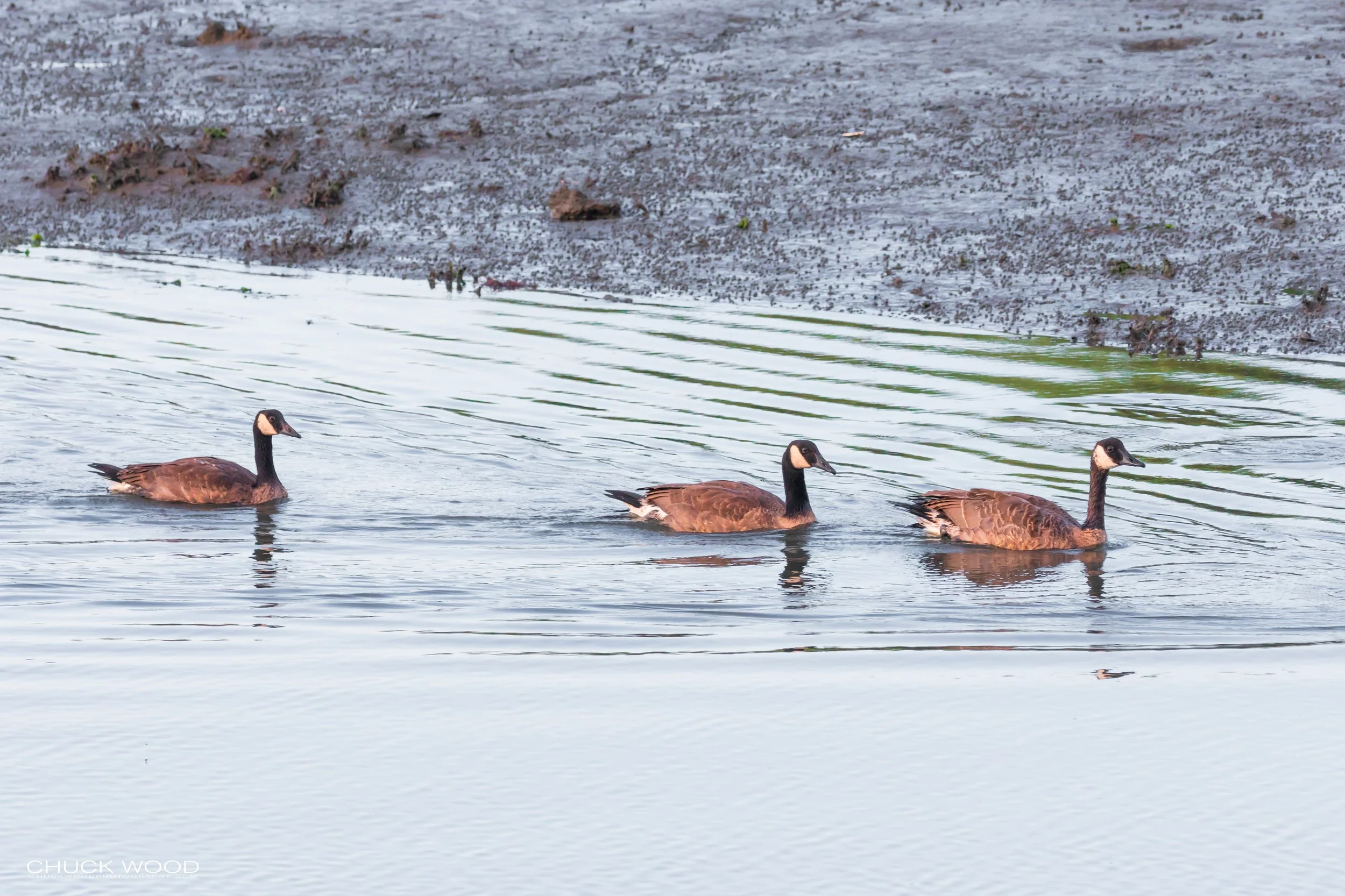  Forsythe NWR, NJ 2019 