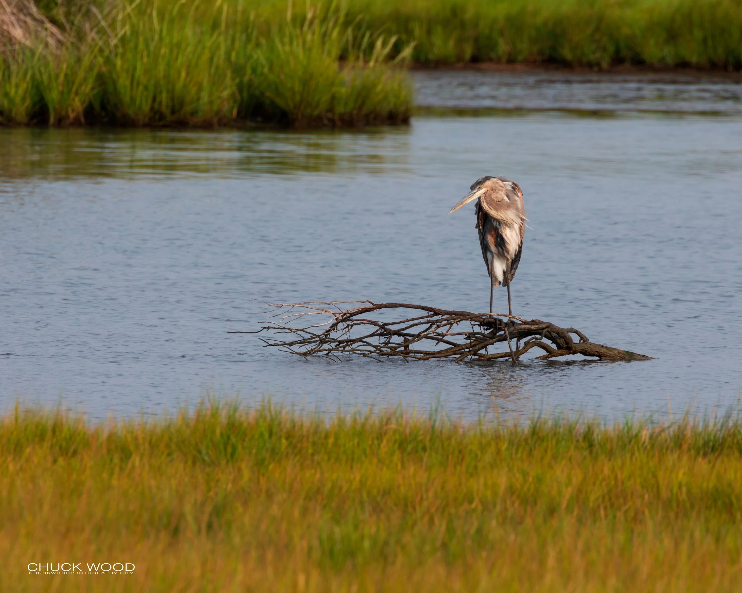  Forsythe NWR, FL 2019 