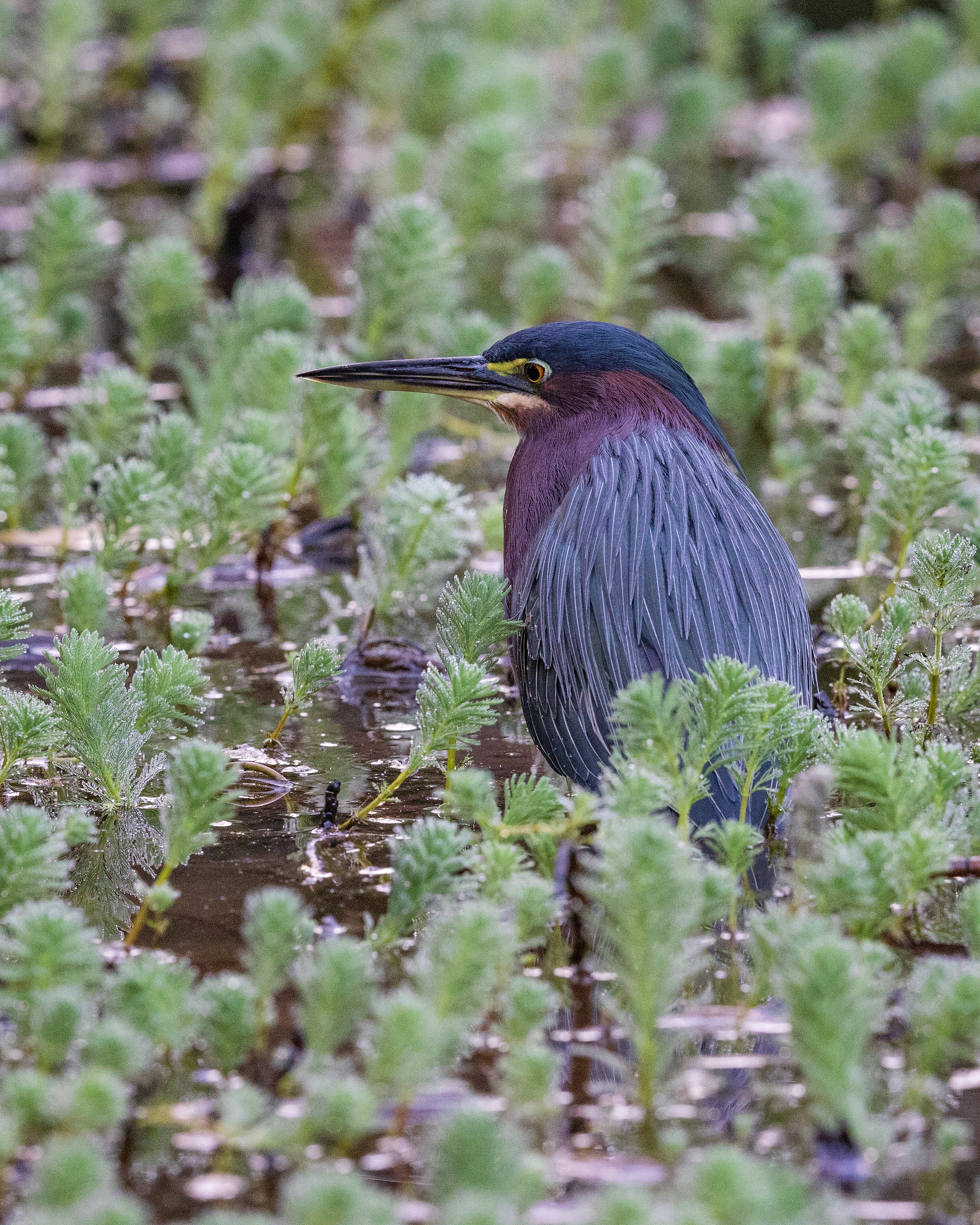  Macaw Lodge, Costa Rica 2023 