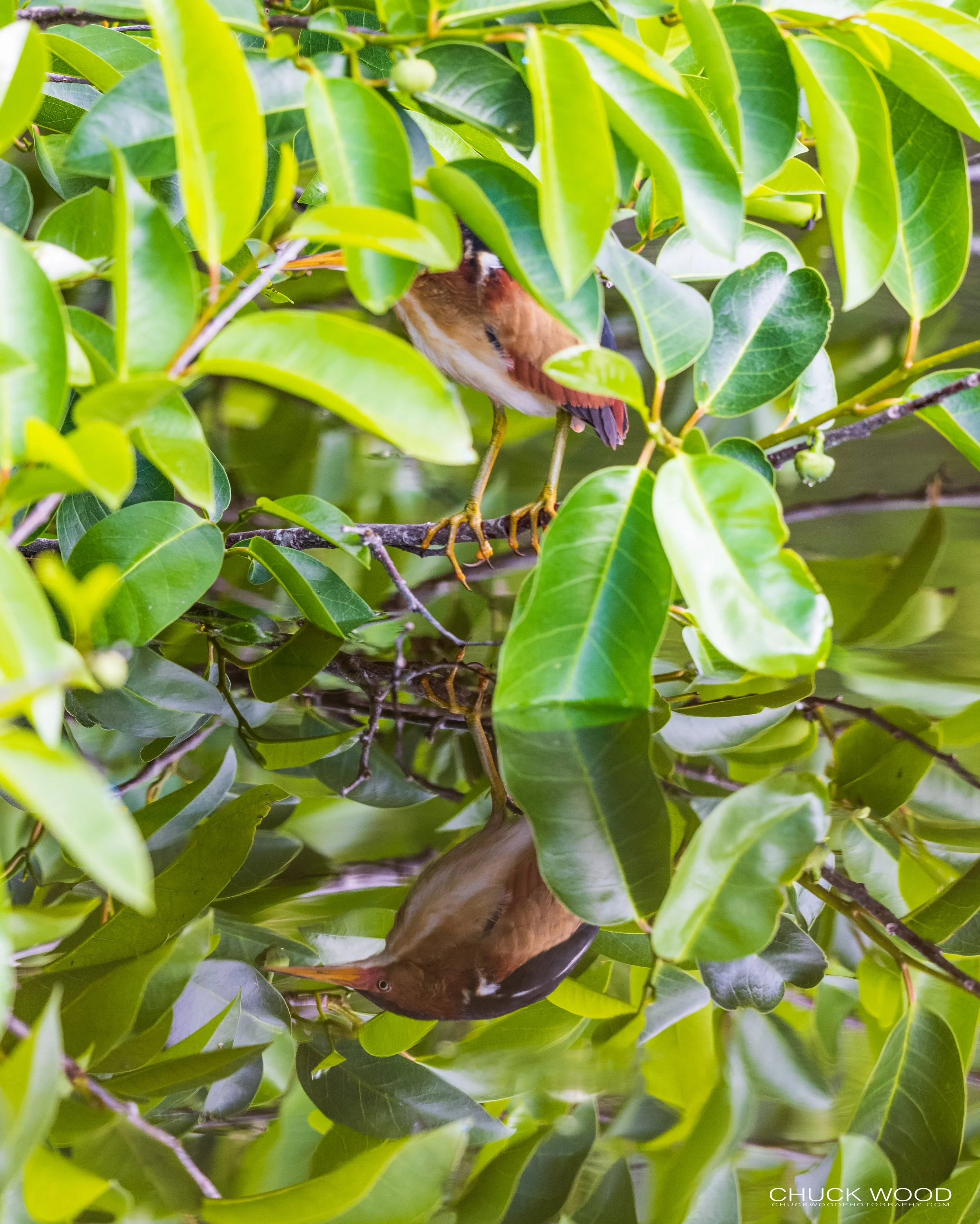  Wakodahatchee, FL 2021 