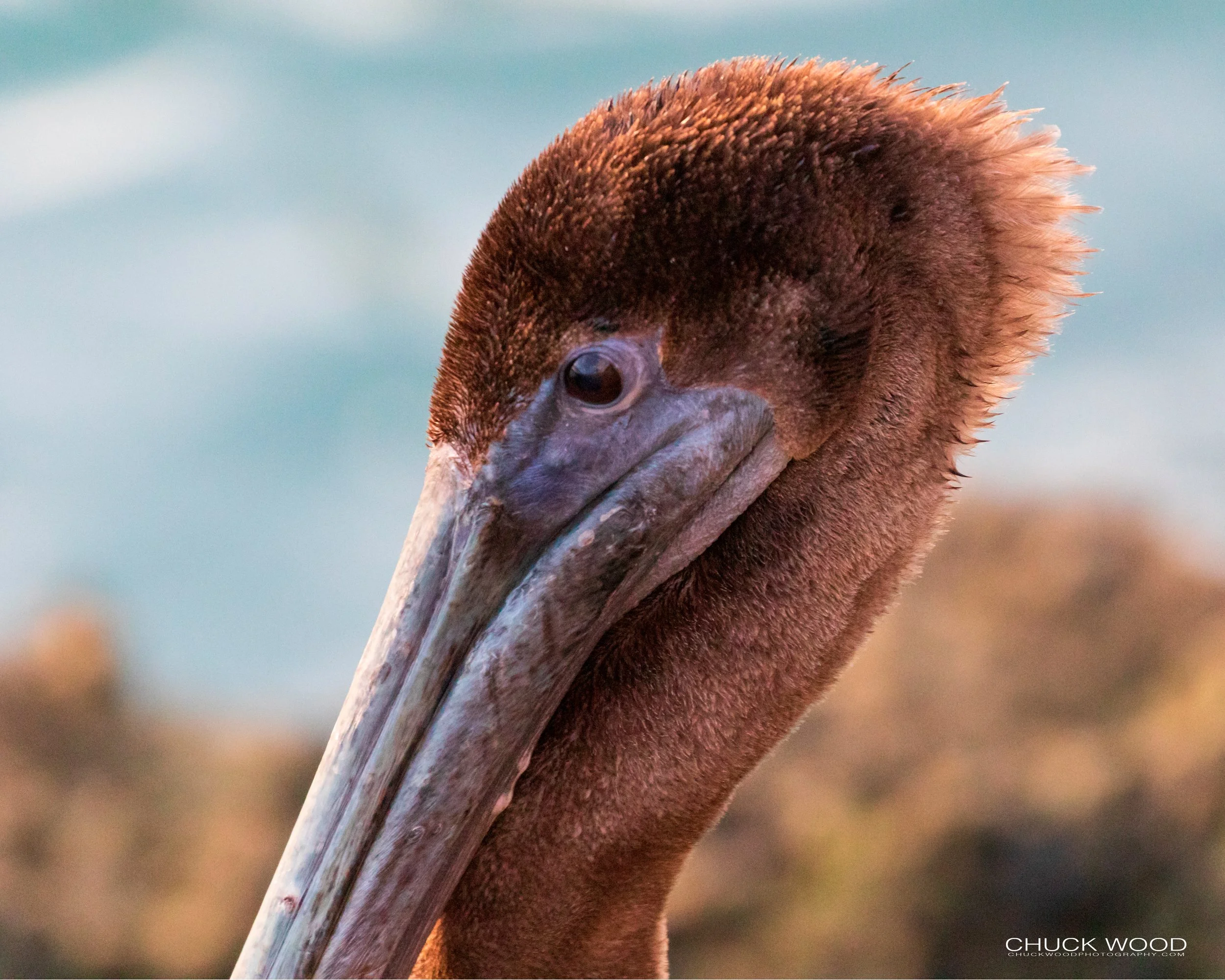  Sebastian Inlet, FL 2020 