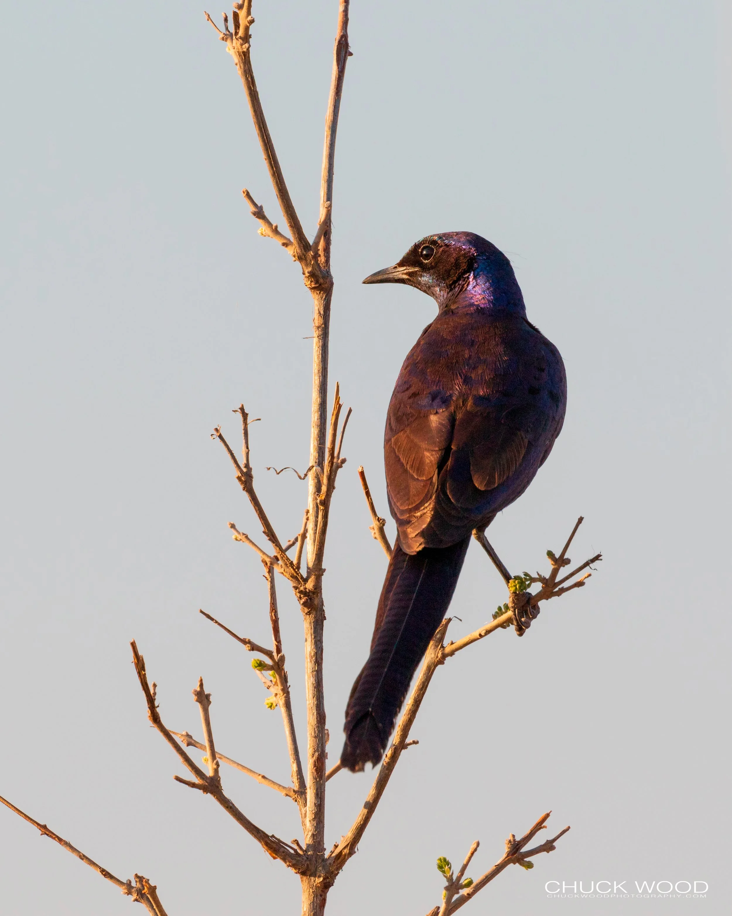   Hwange, Zimbabwe 2019 