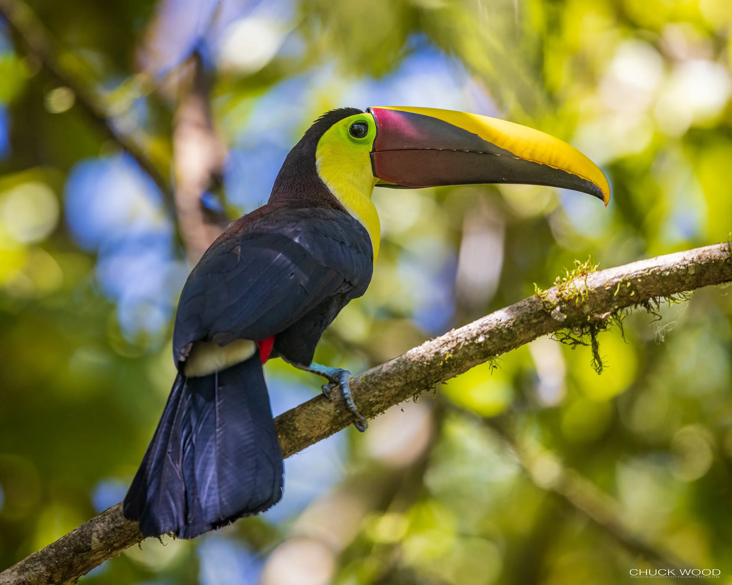  Macaw Lodge, Costa Rica 2023 