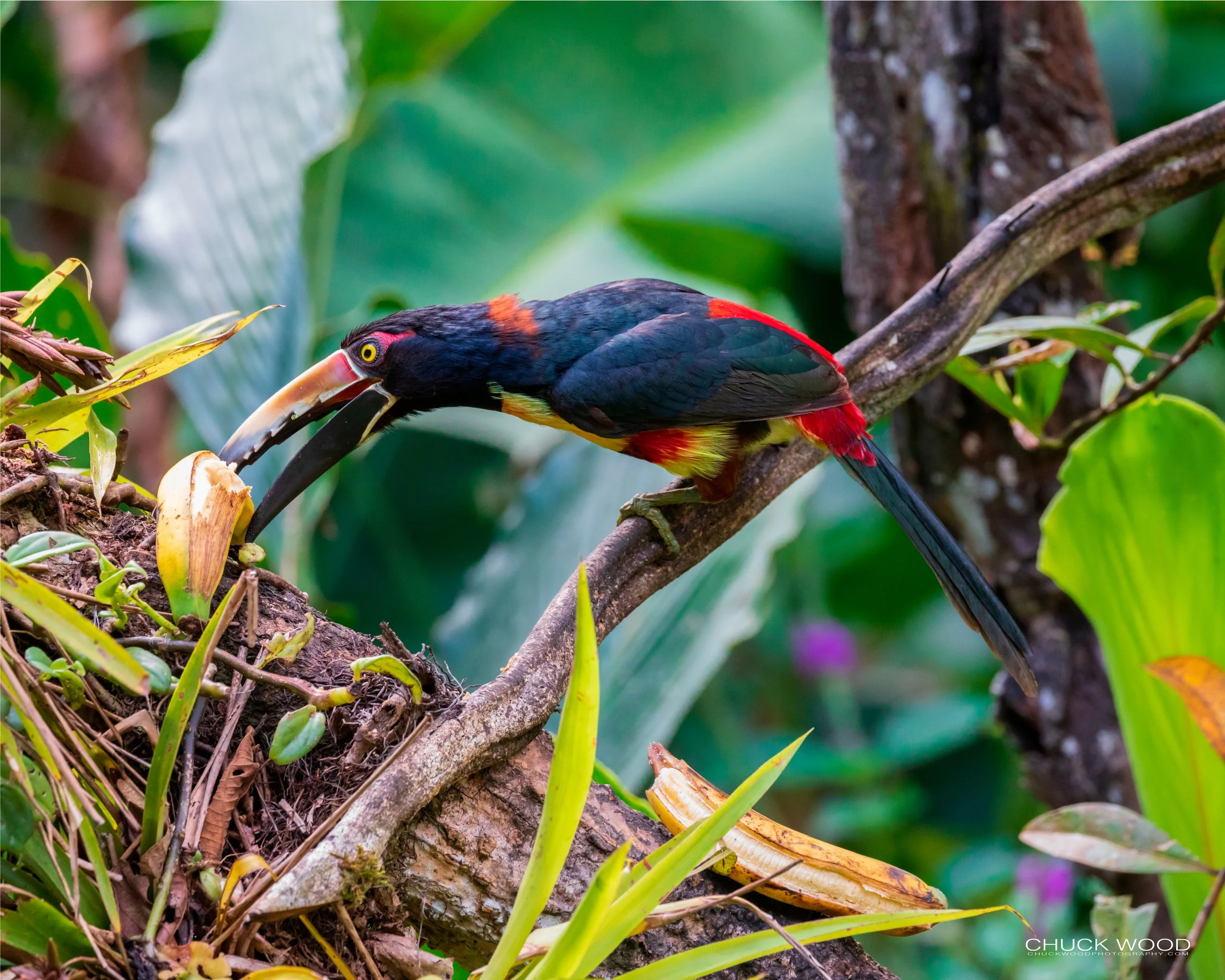  Rancho Naturalista, Costa Rica 2020 