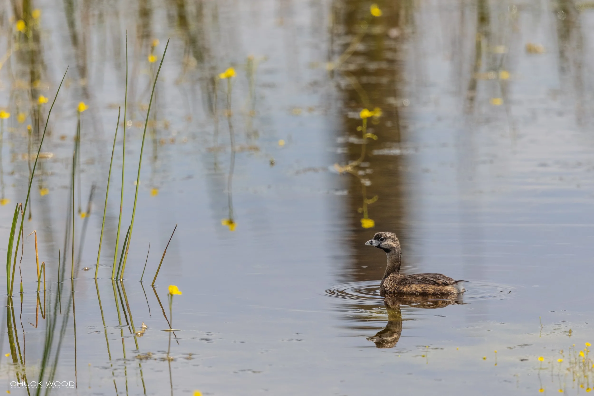  Viera Wetlands, FL 2021 