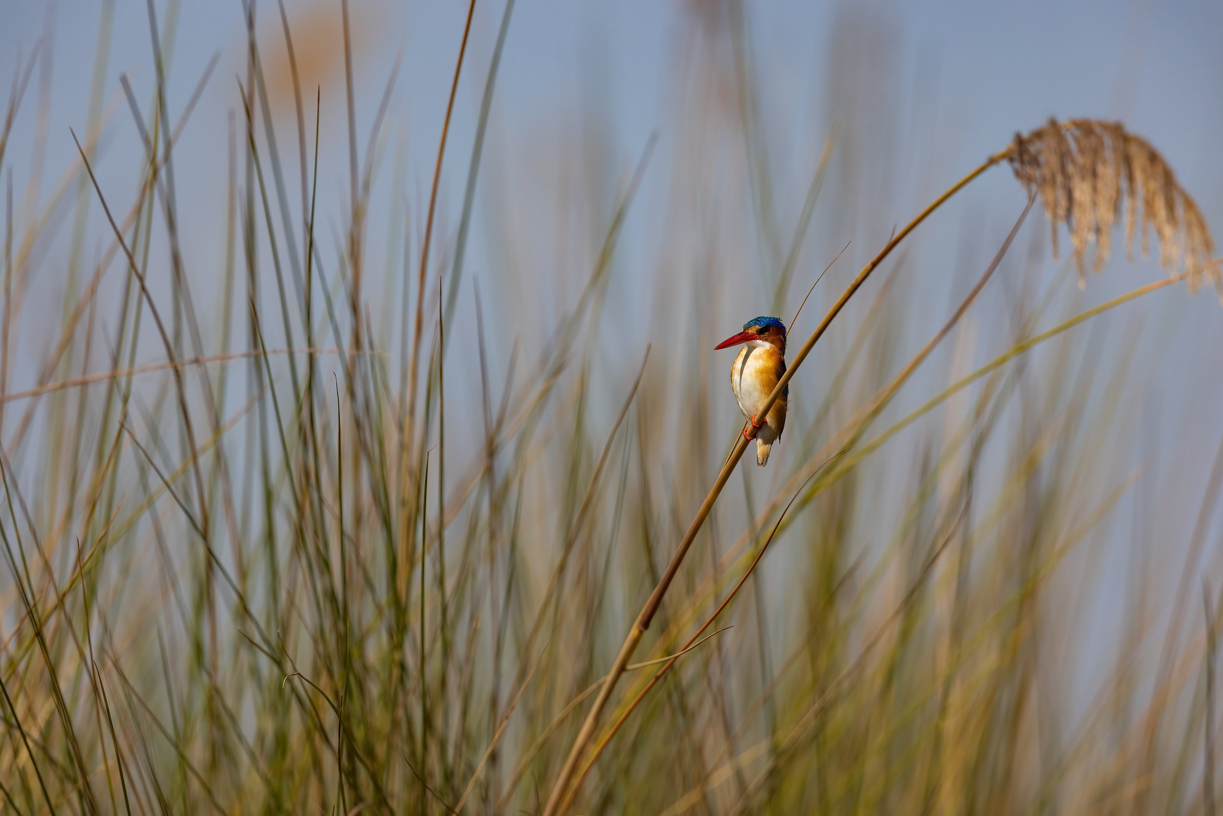  Moremi, Botswana 2023 