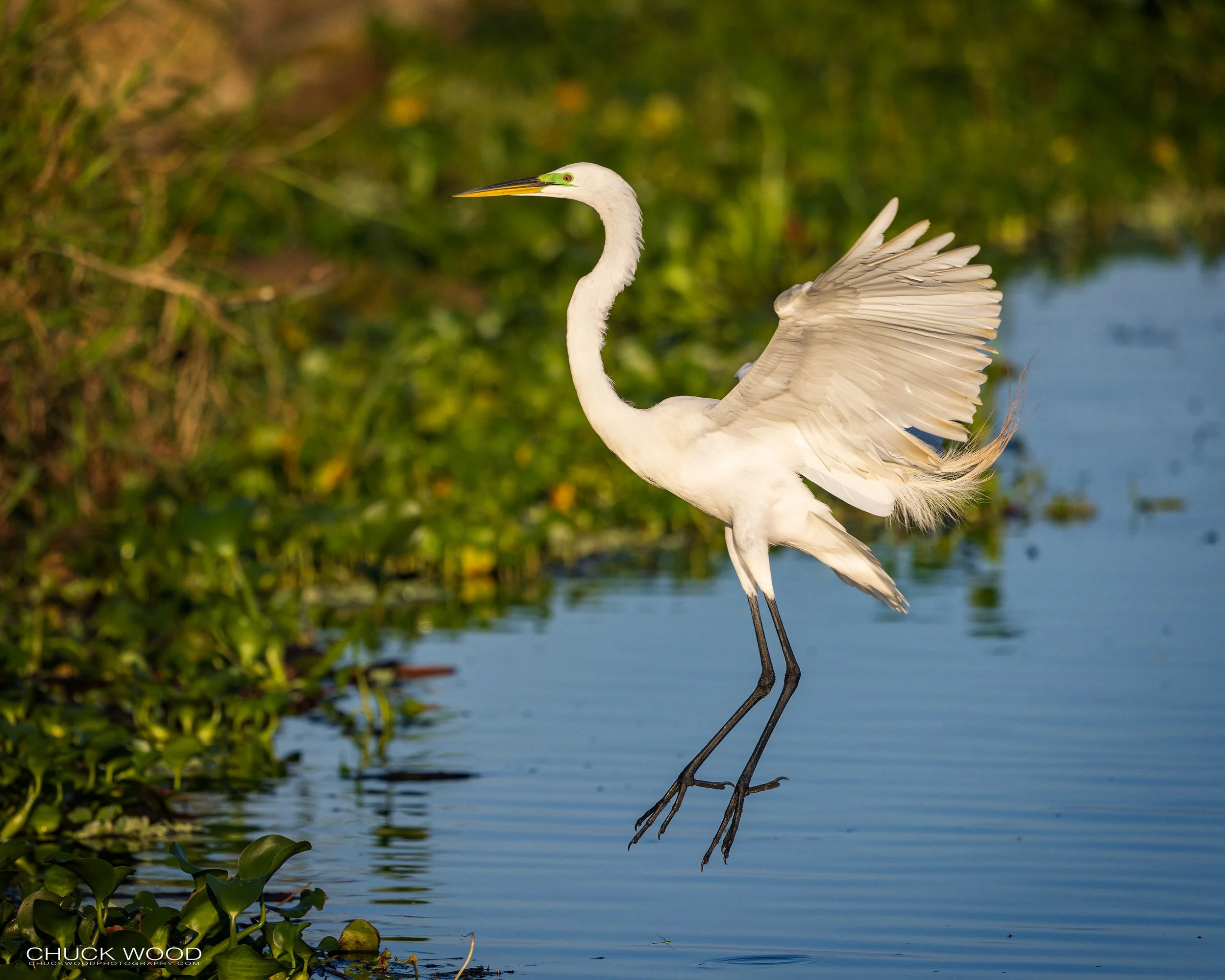  Stick Marsh, FL 2022 