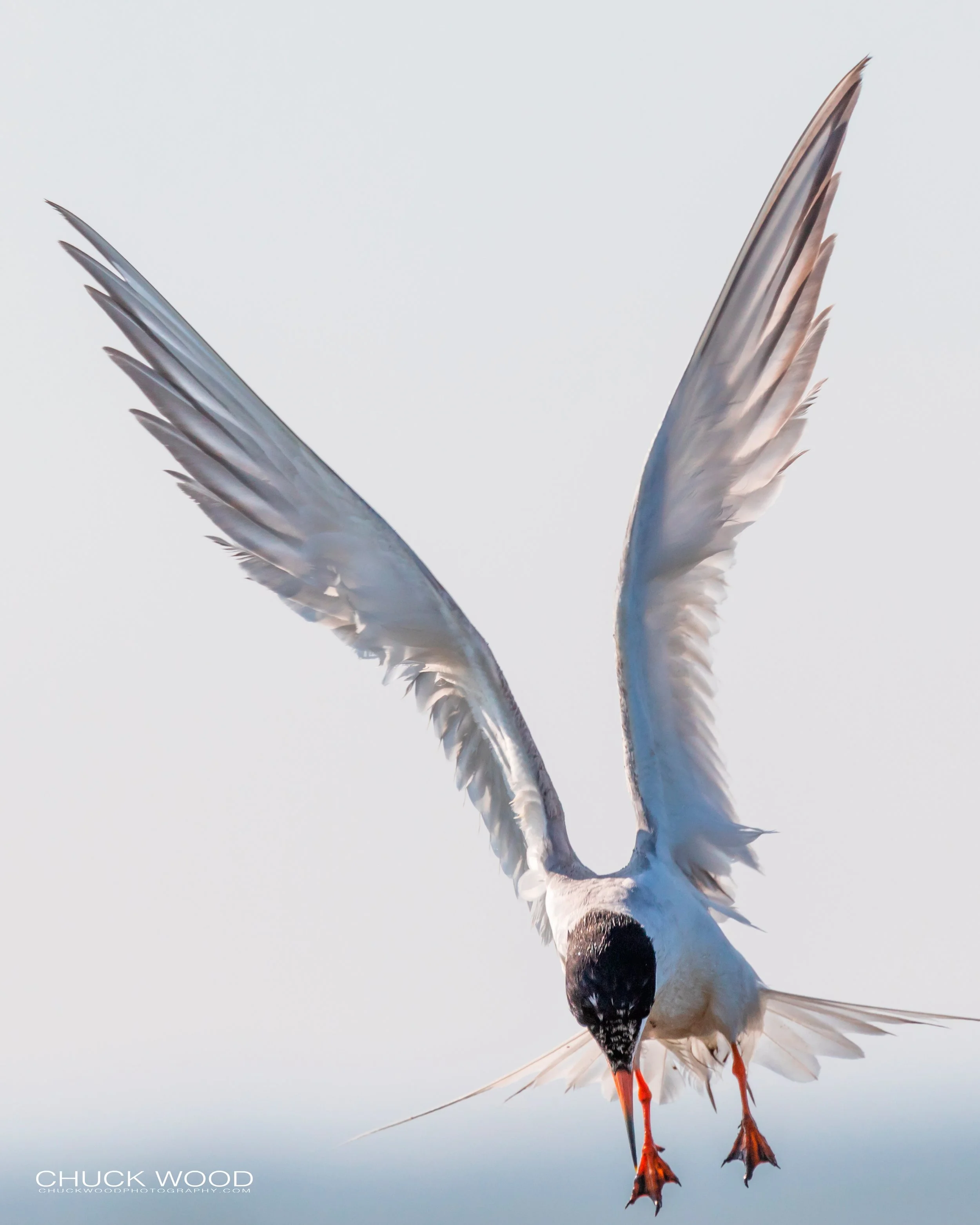  Forsythe NWR, NJ 2019 