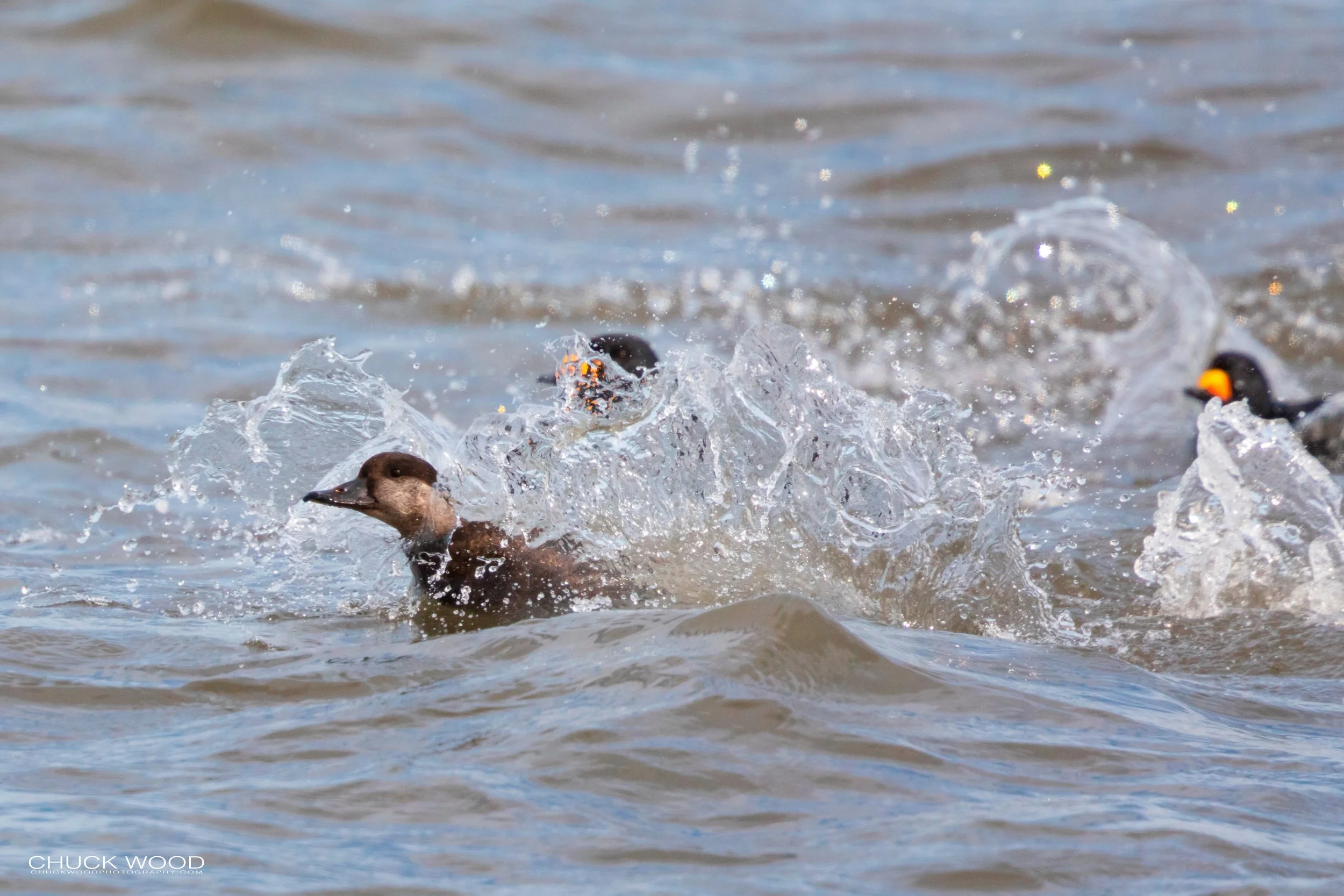  Barnegat Lighthouse, NJ 2020 