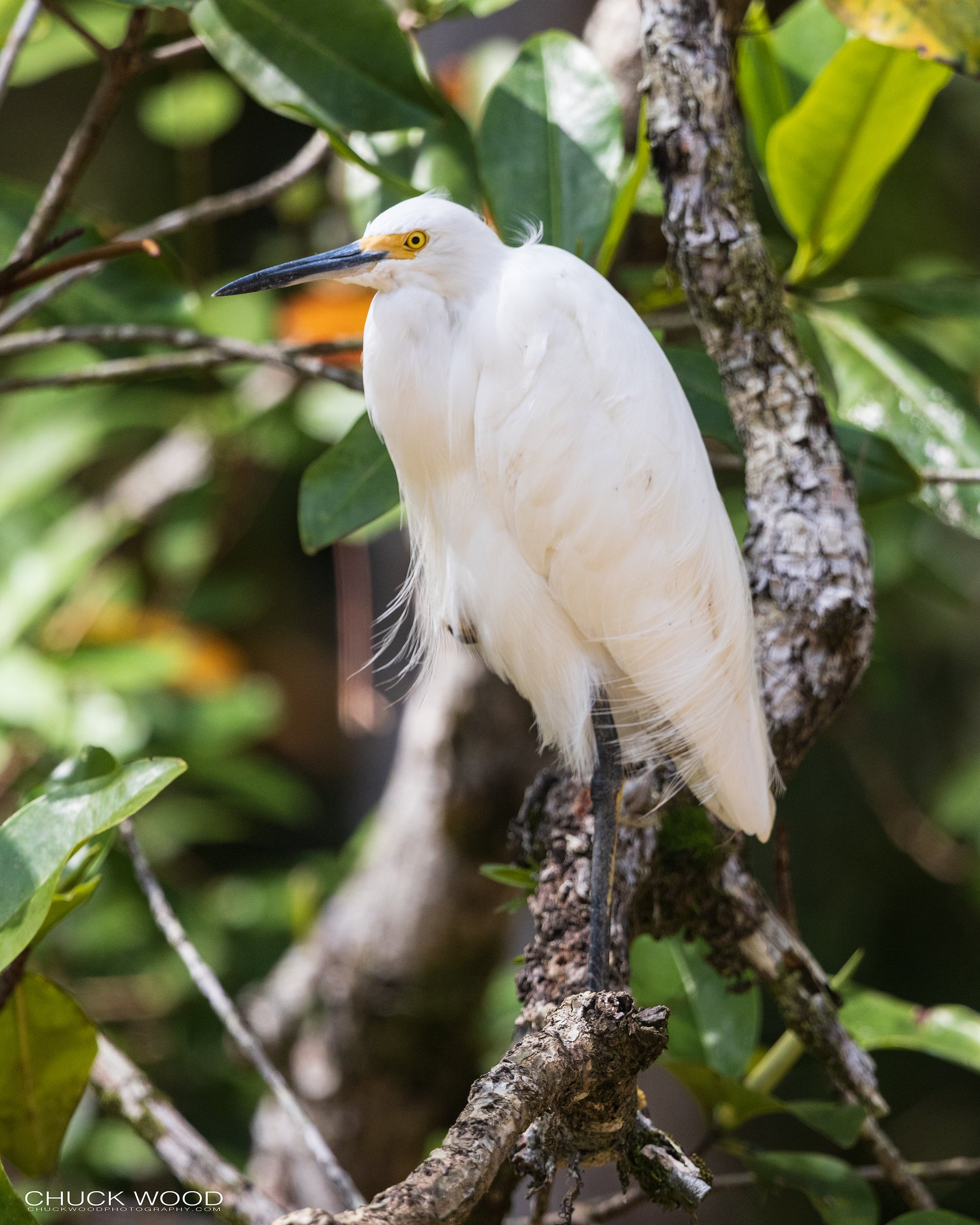  Osa Peninsula, Costa Rica 2022 