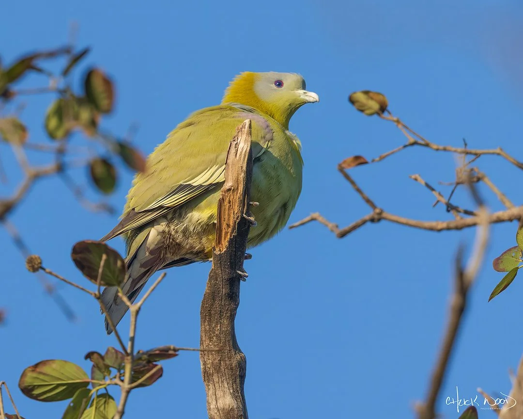  Keoladeo Ghana, India 2025 