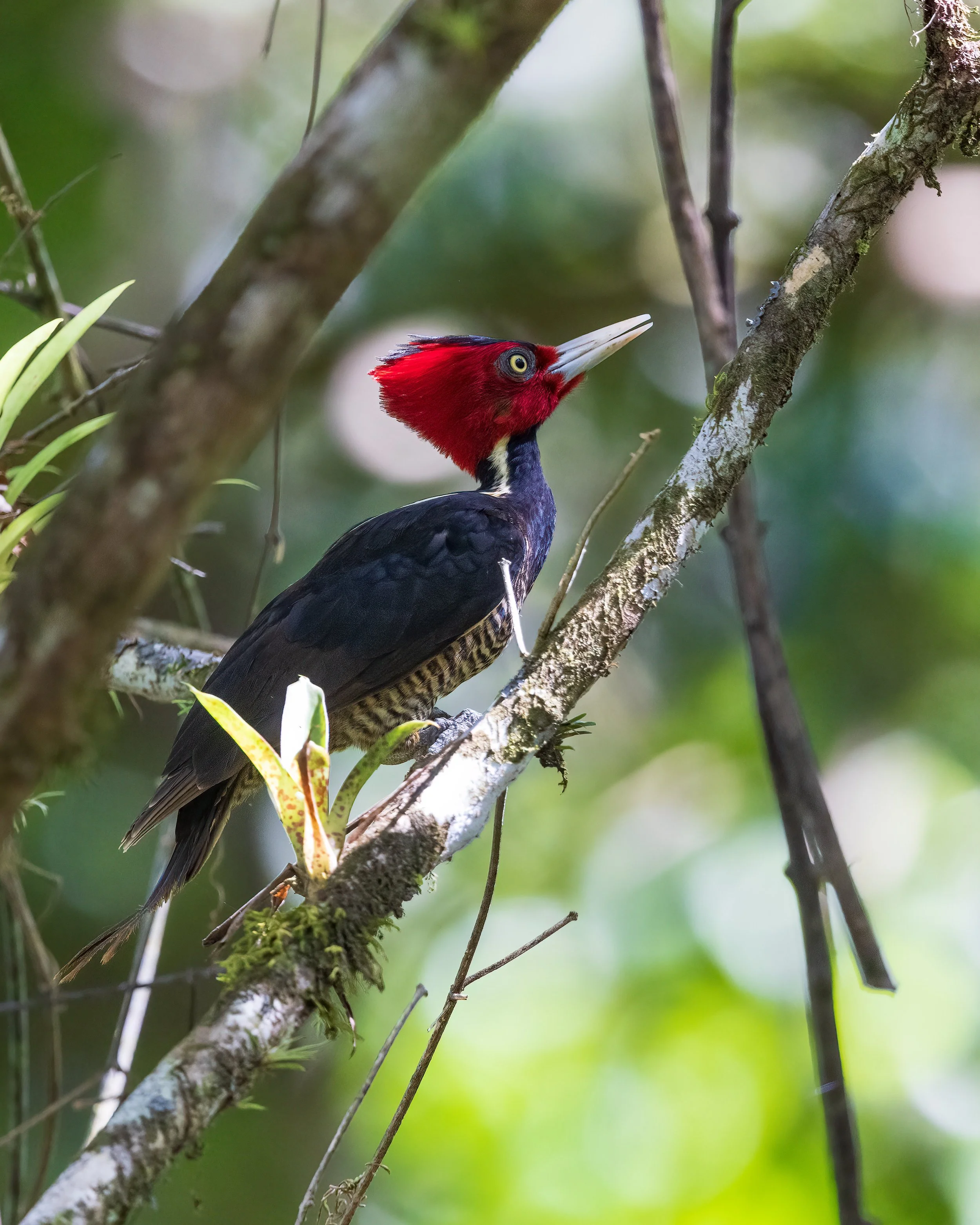  Macaw Lodge, Costa Rica 2023 