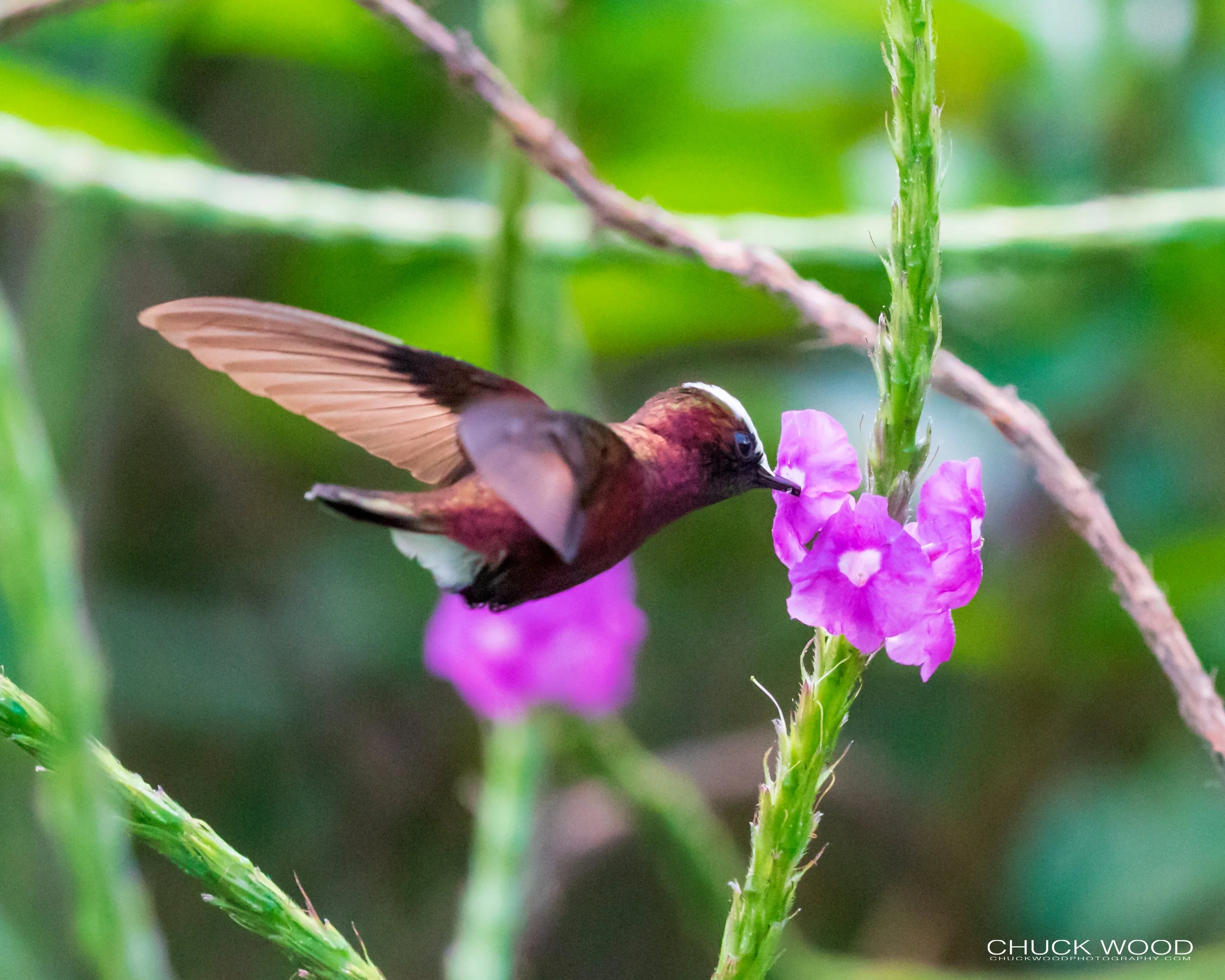  Rancho Naturalista, Costa Rica 2020 
