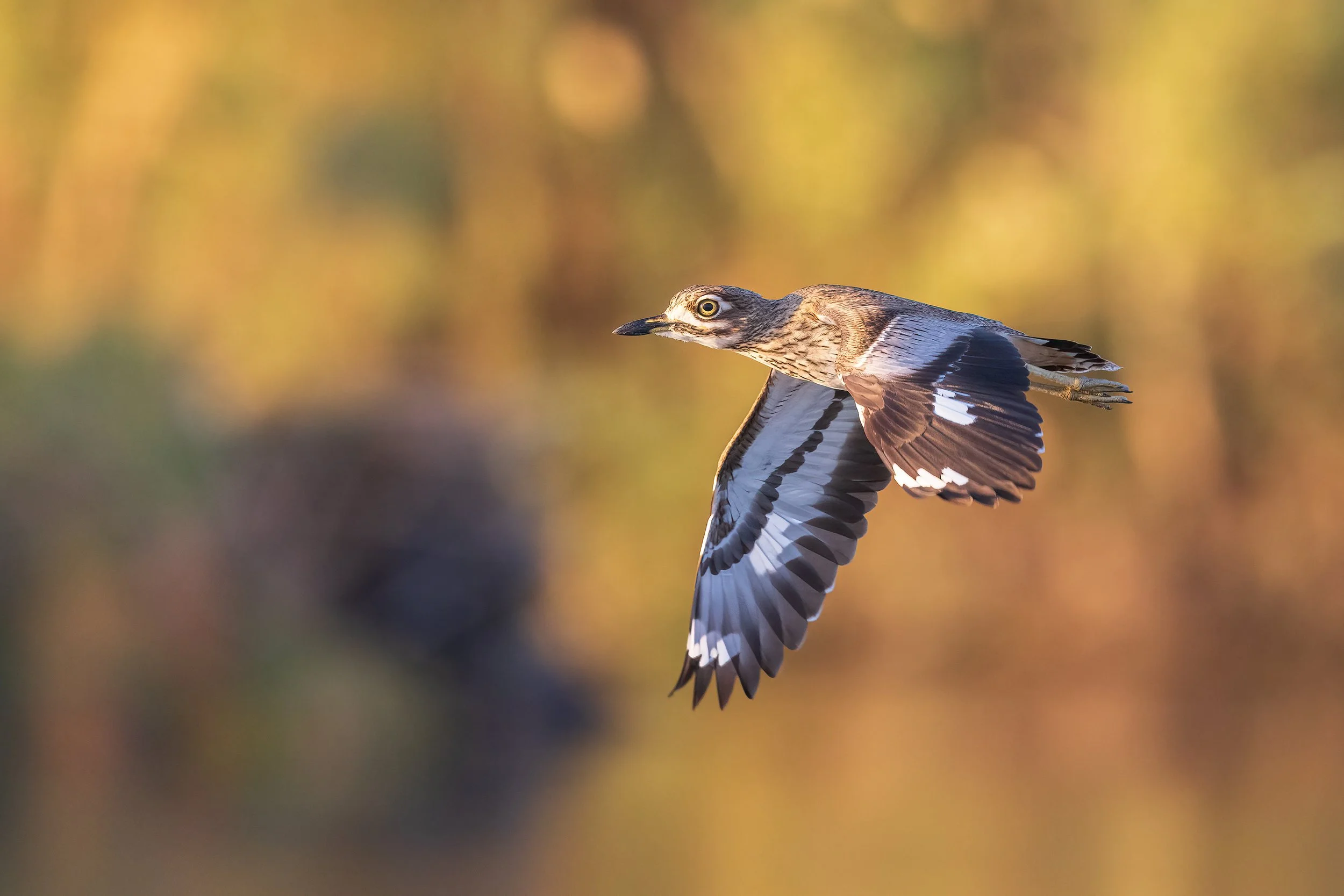  Chobe River, Botswana 2023 