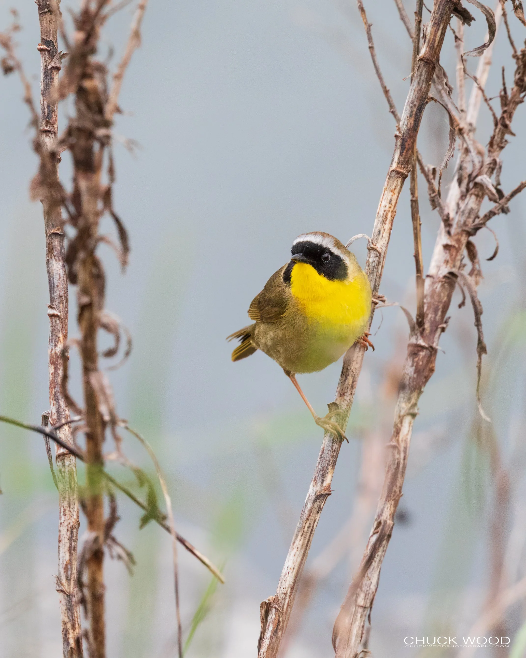  Forsythe NWR, NJ 2020 
