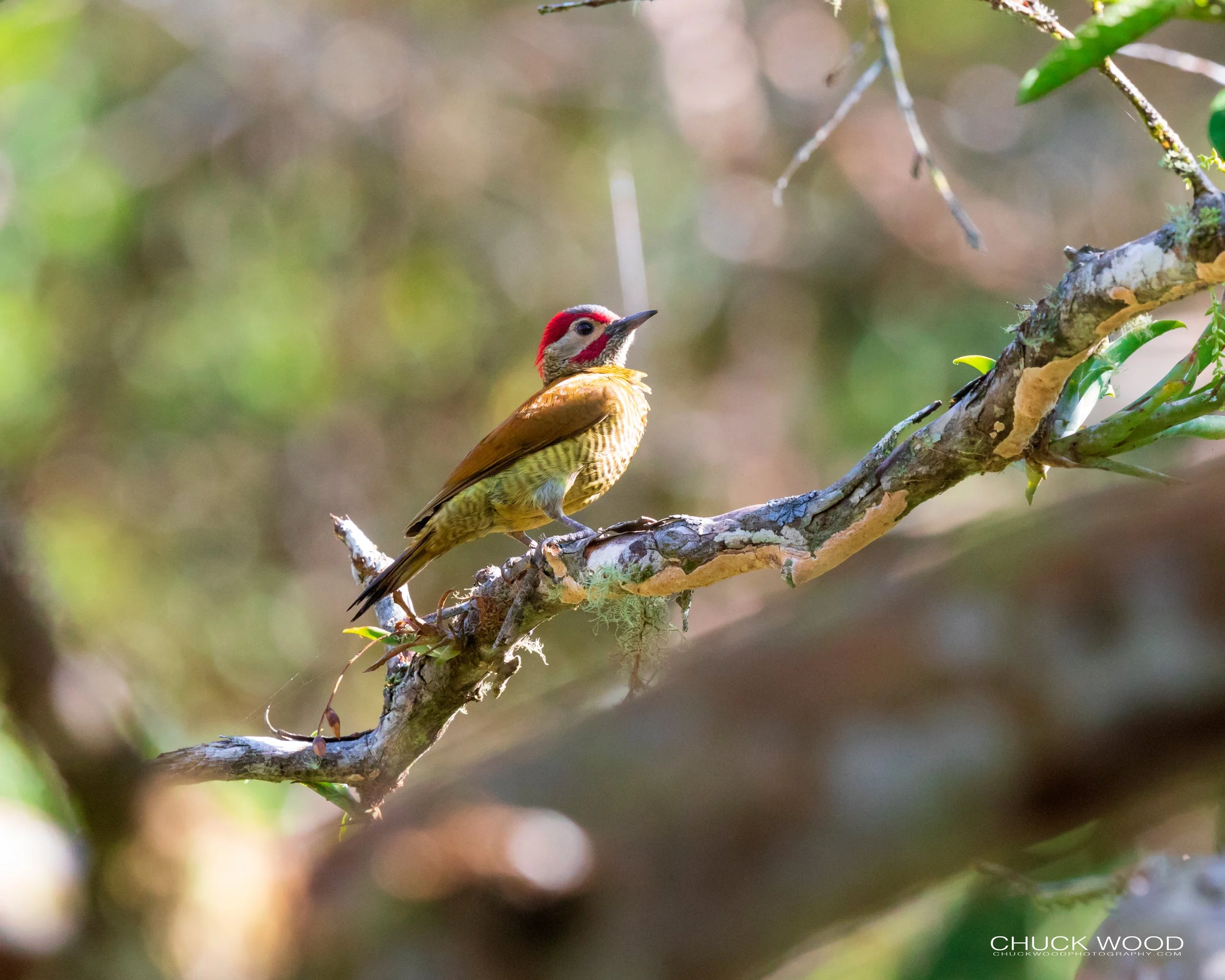  Rancho Naturalista, Costa Rica 2020 