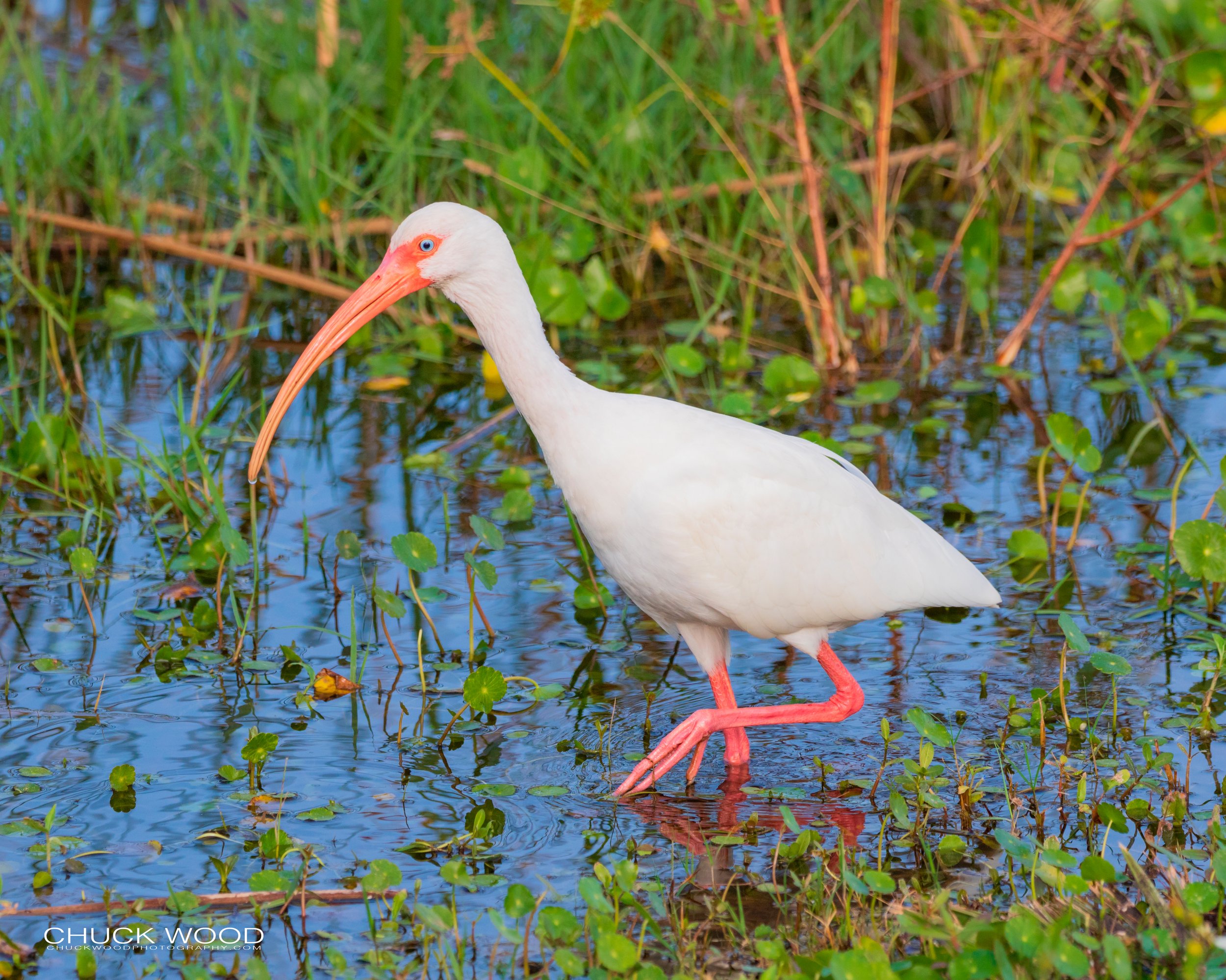  Viera Wetlands, FL 2020 