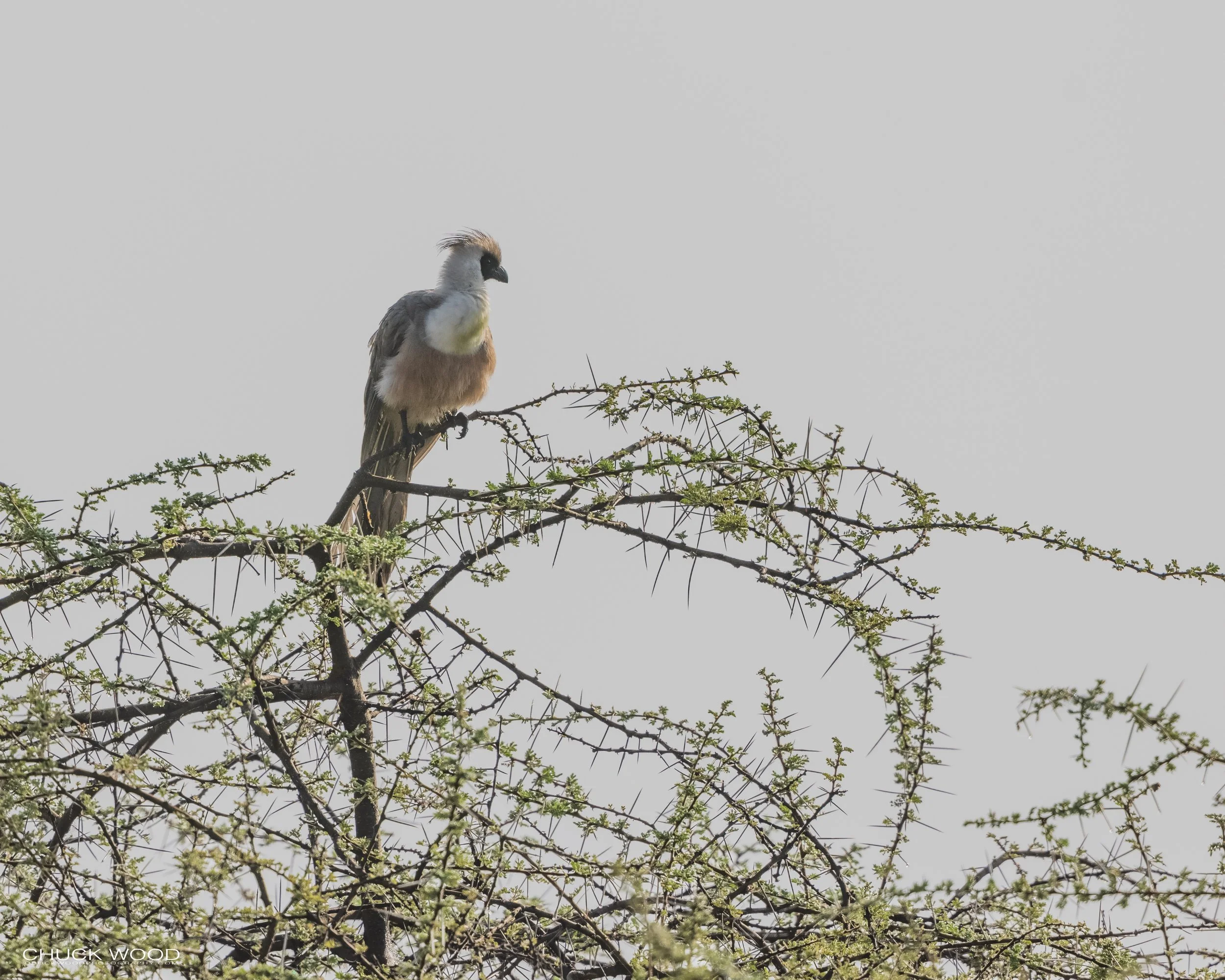  Serengeti, Tanzania 2021 