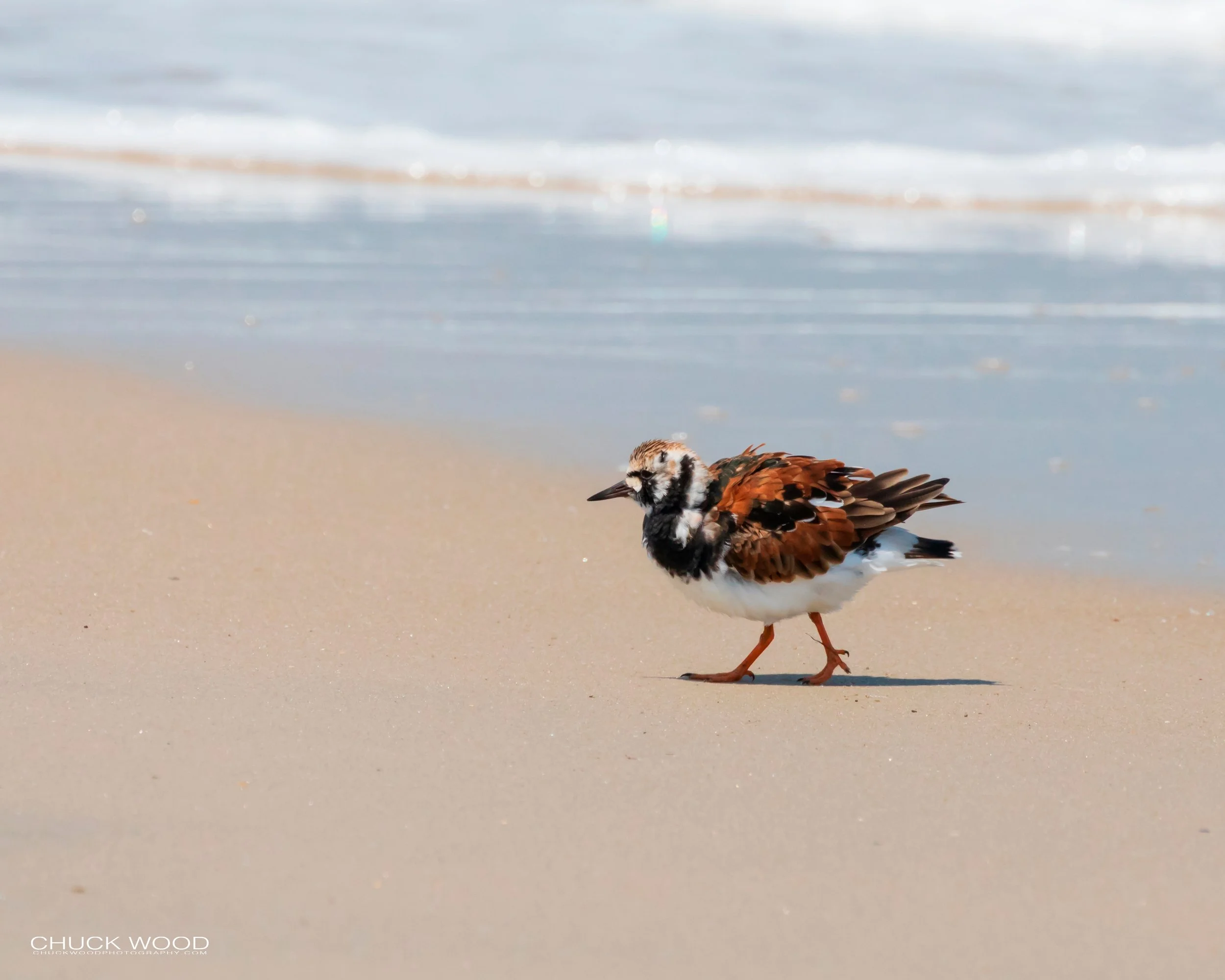 Pea Island NWR, NC 2019 