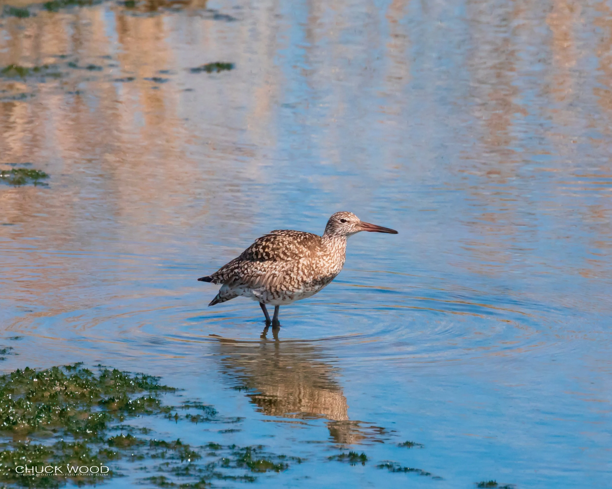   Forsythe NWR, NJ 2019 