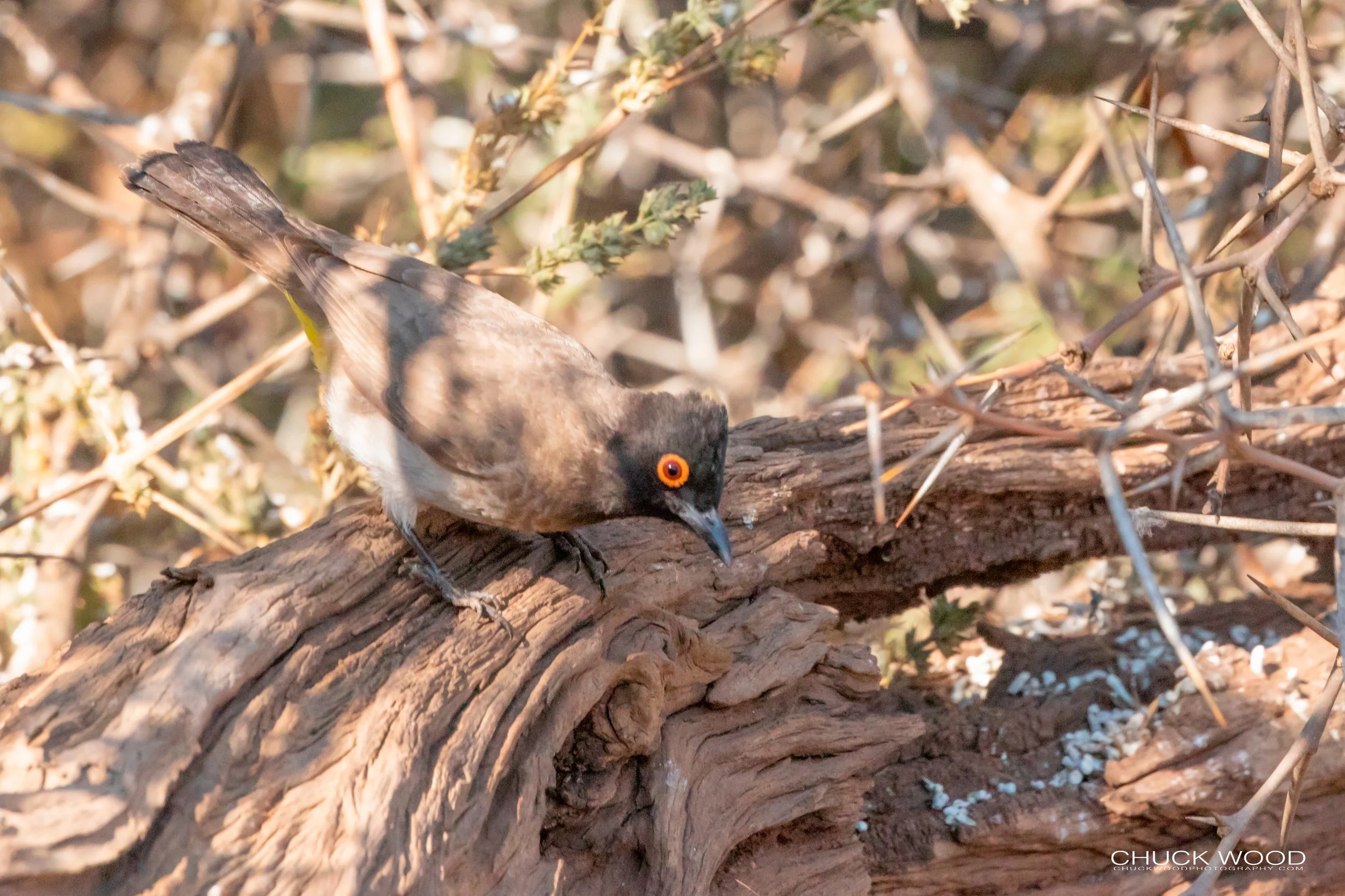  Hwange, Zimbabwe 2019 
