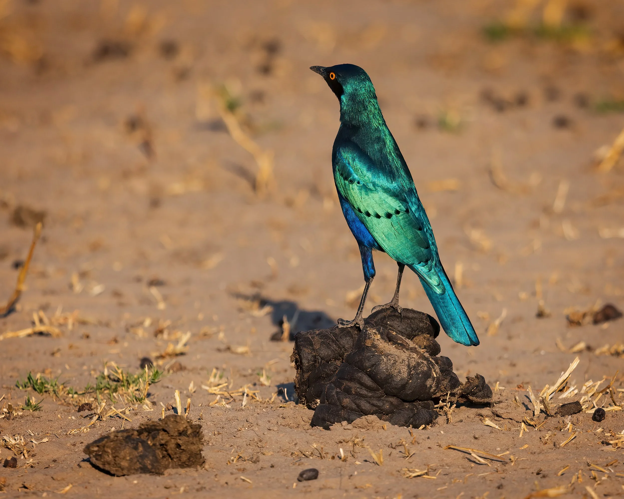   Chobe Riverfront, Botswana 2023 