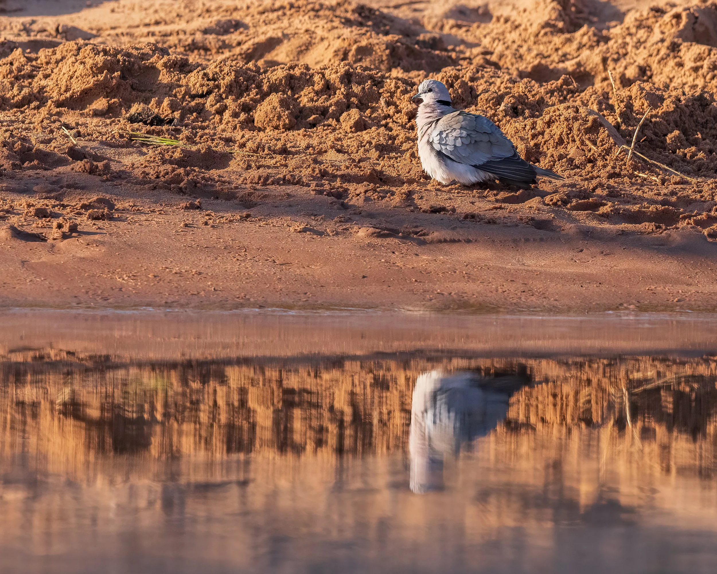  Chobe River, Botswana 2023 