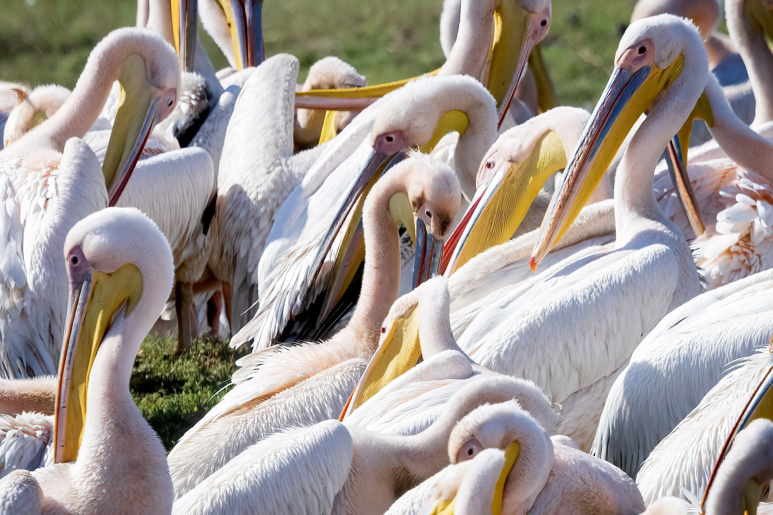  Chobe River, Botswana, 2023 