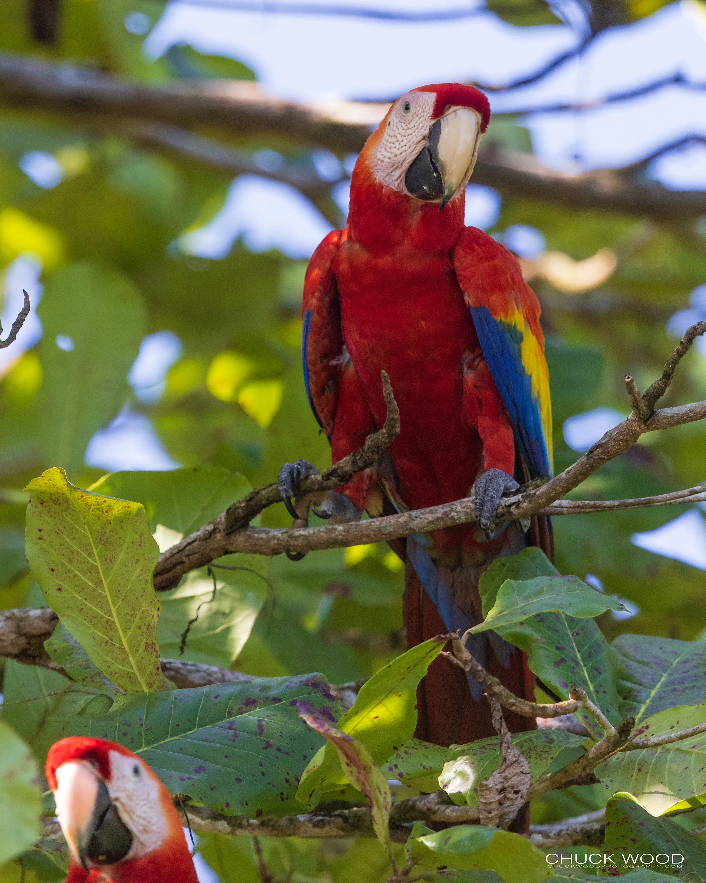  Osa Peninsula, Costa Rica 2022 