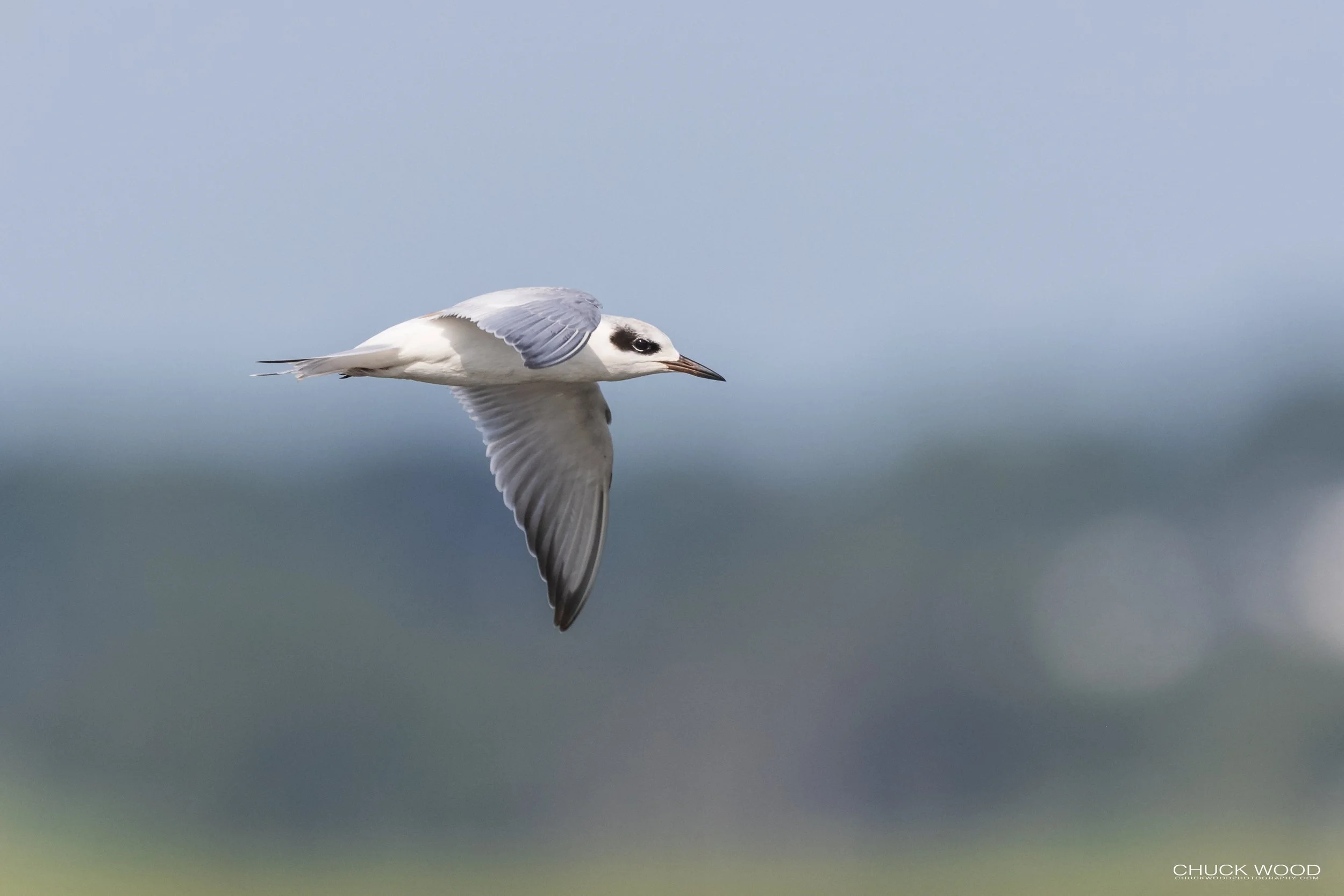  Forsythe NWR, NJ 2021 