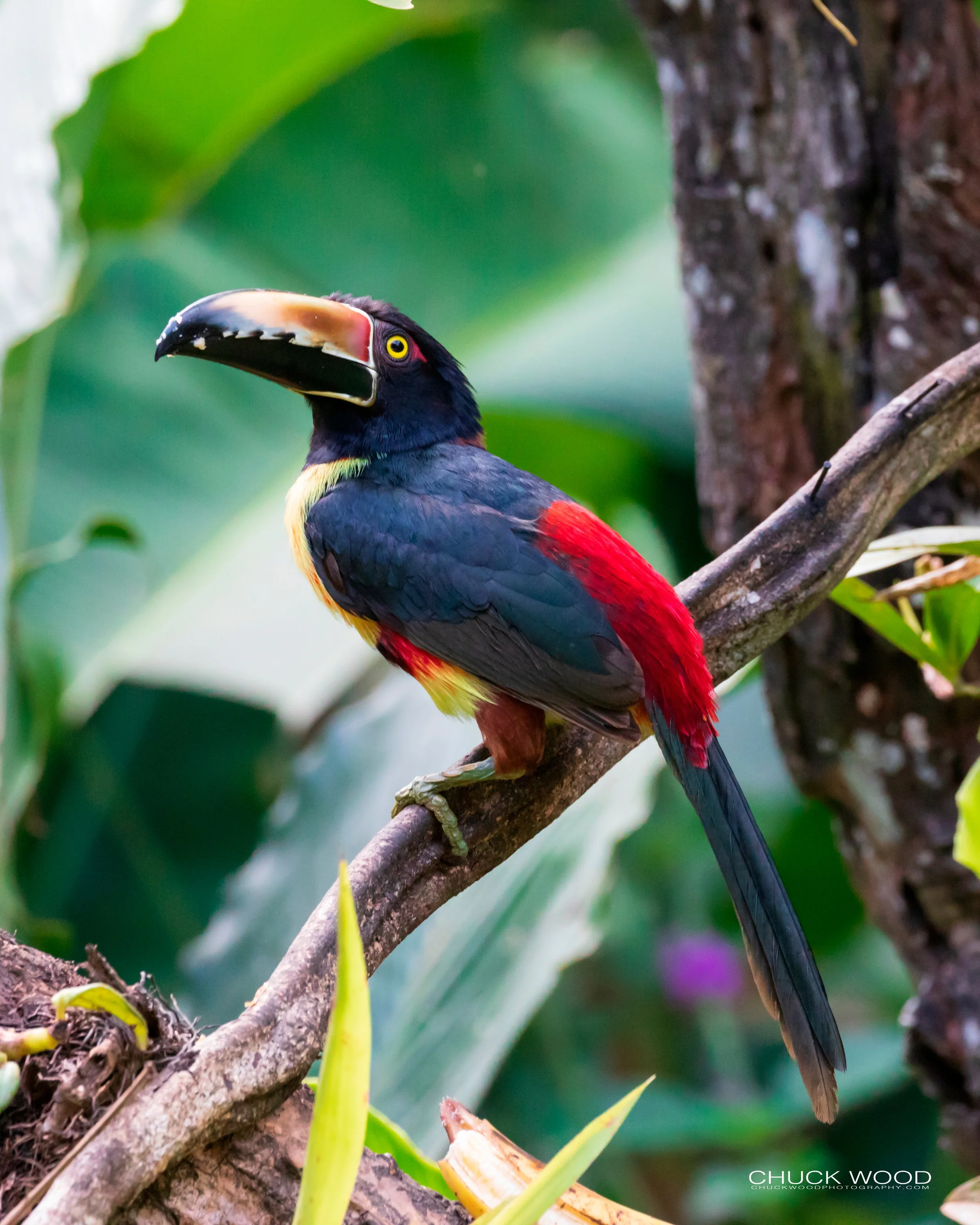  Rancho Naturalista, Costa Rica 2020 