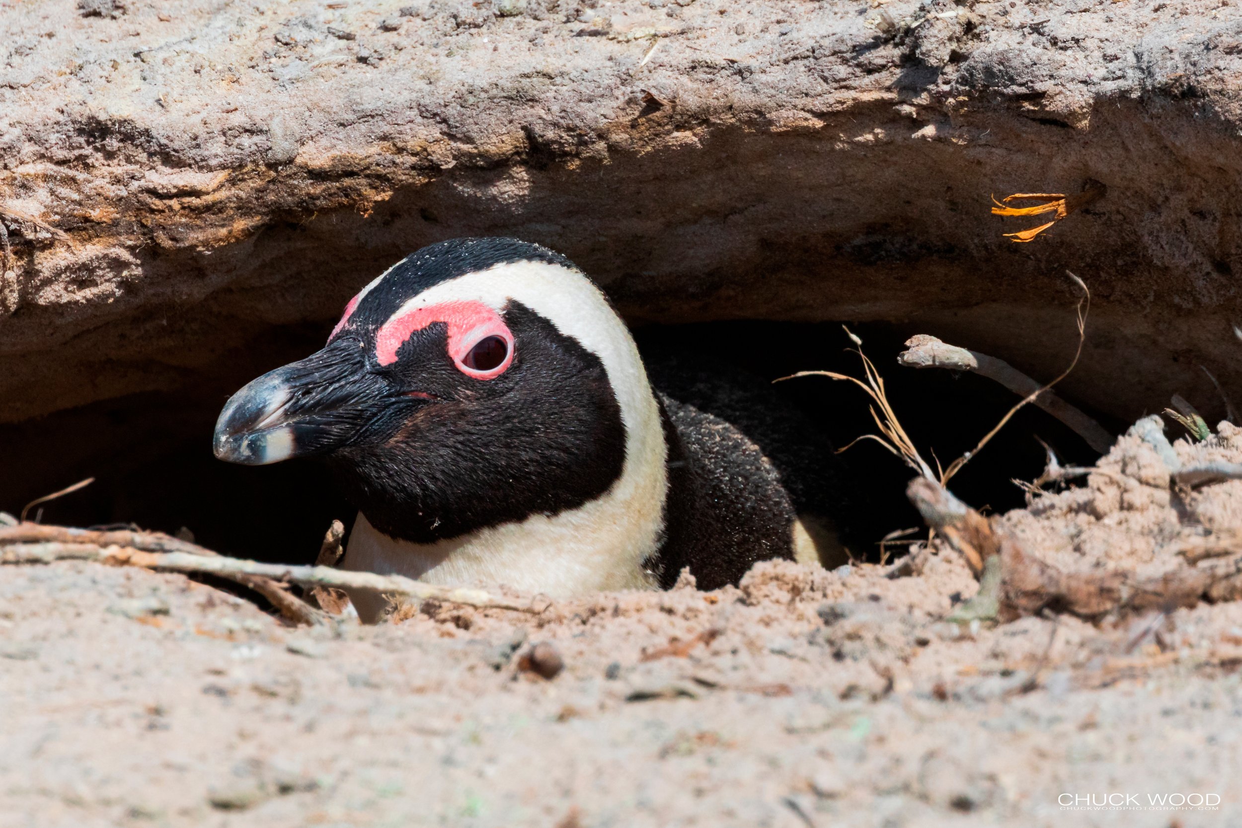  Boulders Beach, Cape Town 2019 