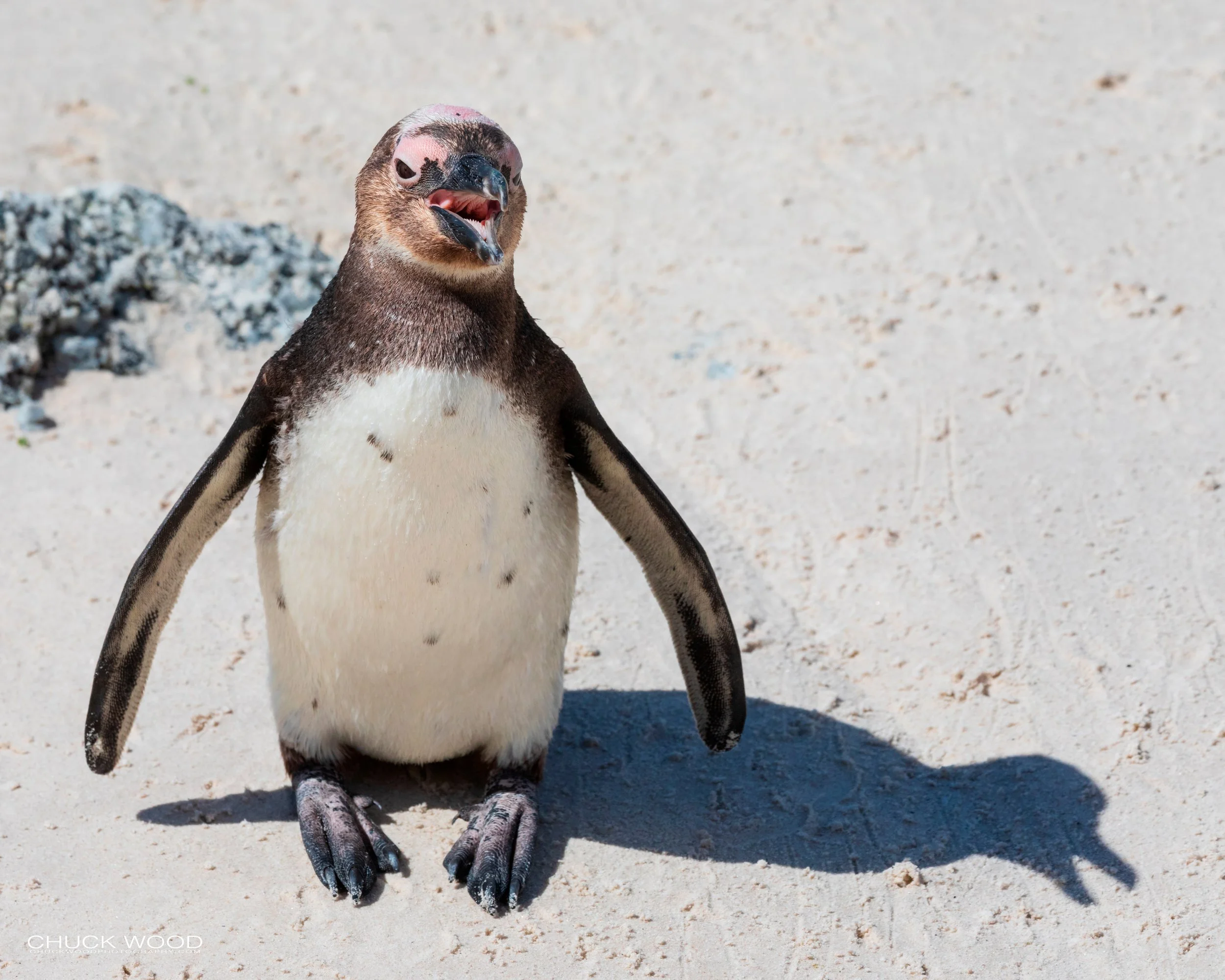 Boulders Beach, Cape Town 2019 