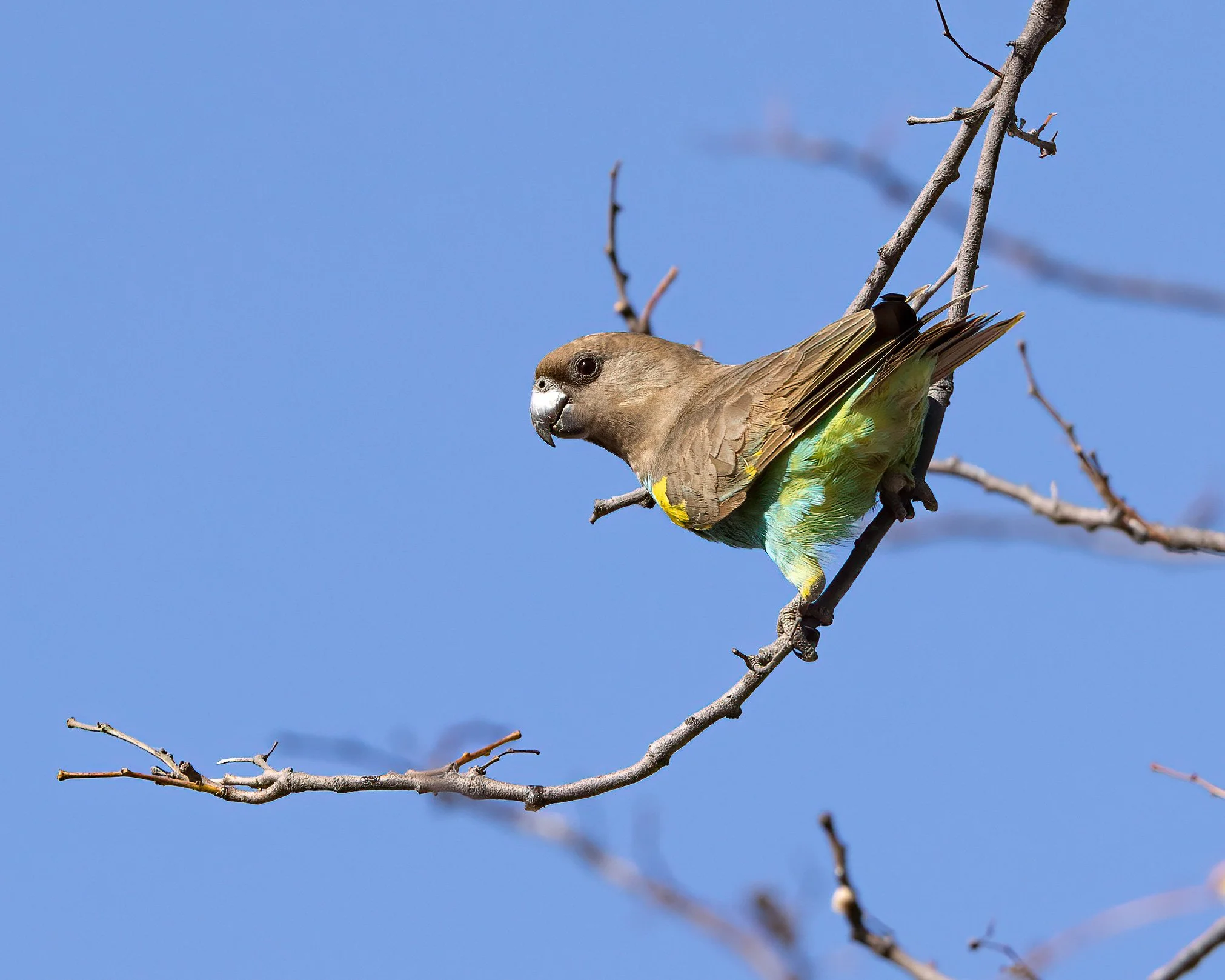  Moremi, Botswana 2023 