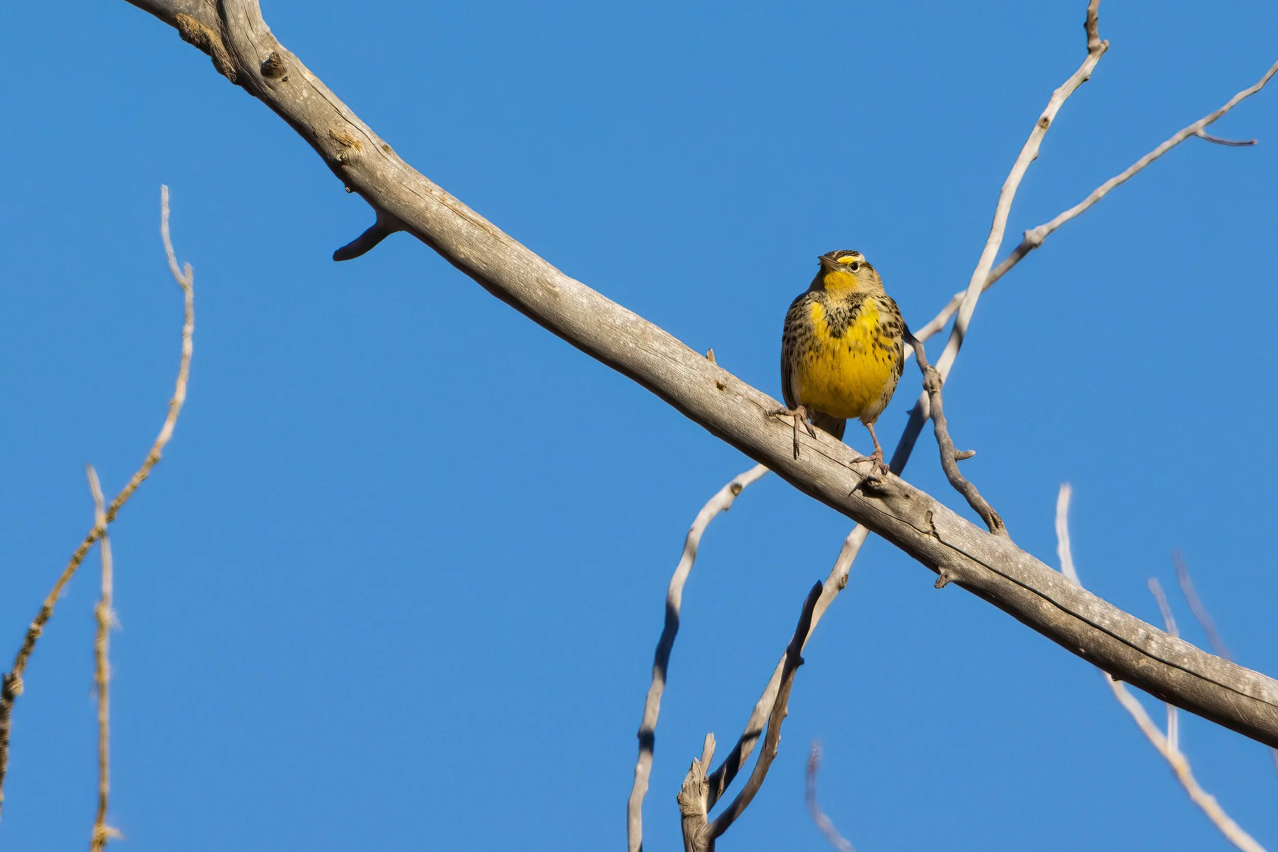  Bosque del Apache, NM 2023 