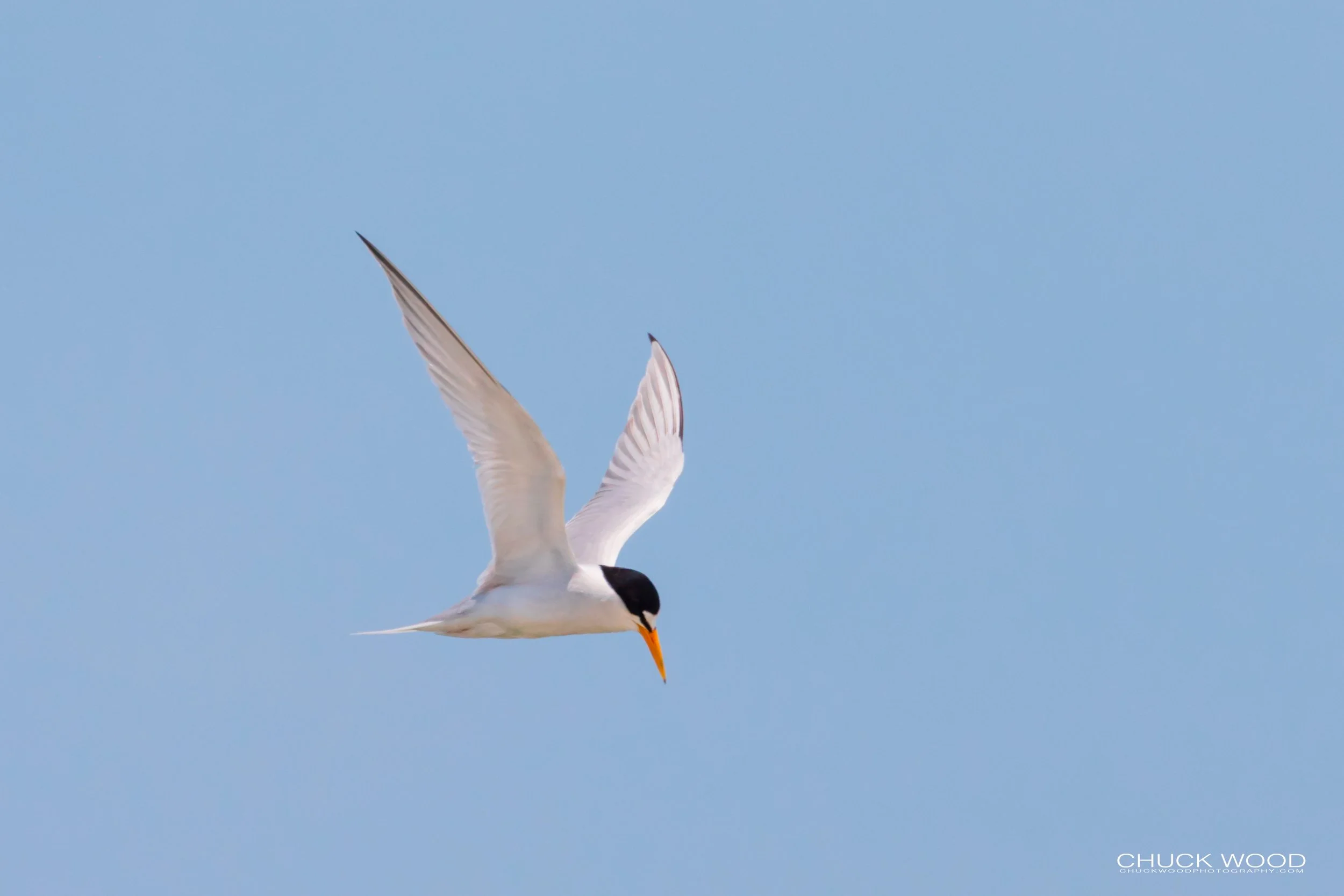  Pea Island, NC 2019 